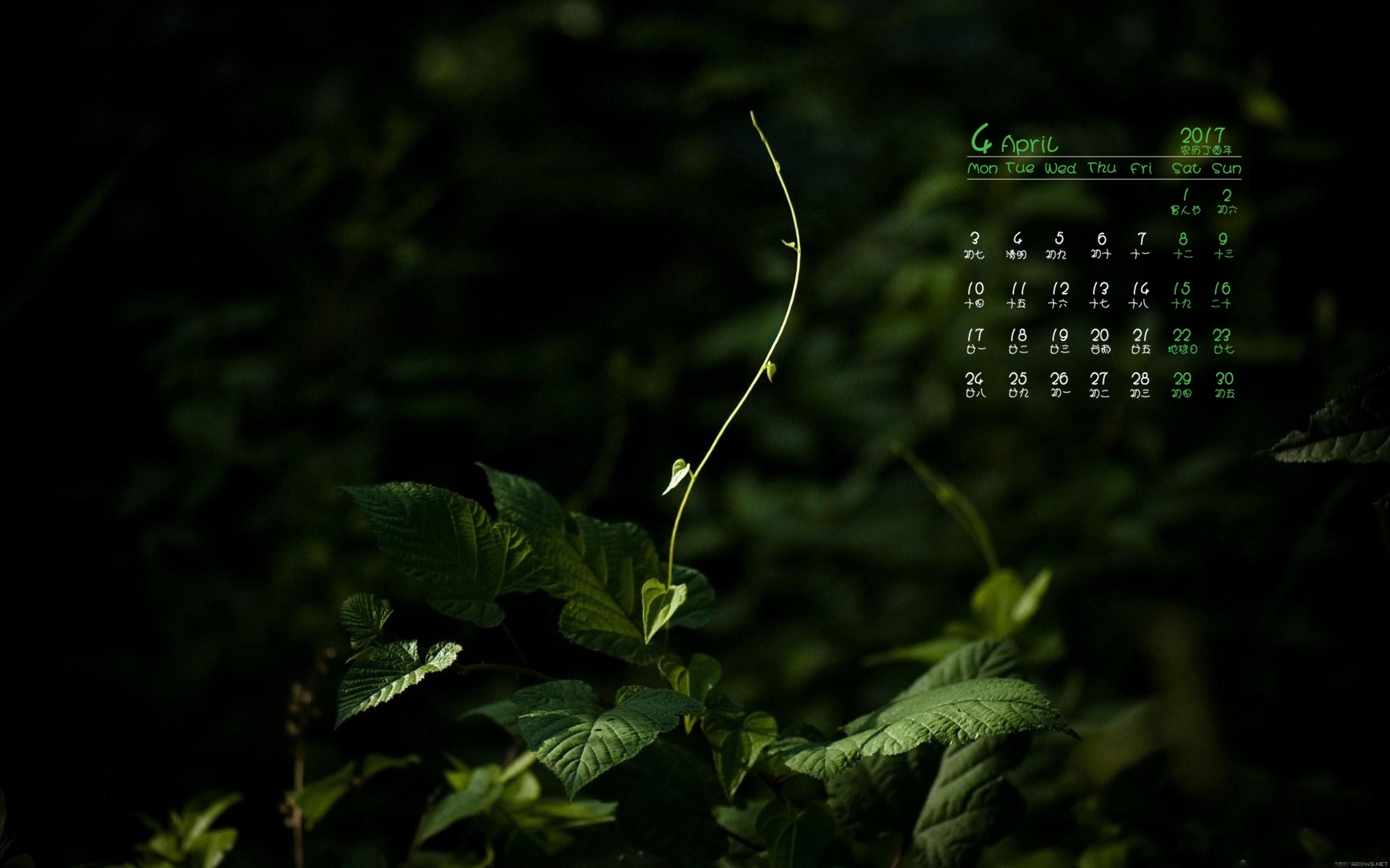 2017年4月 绿色植物 护眼