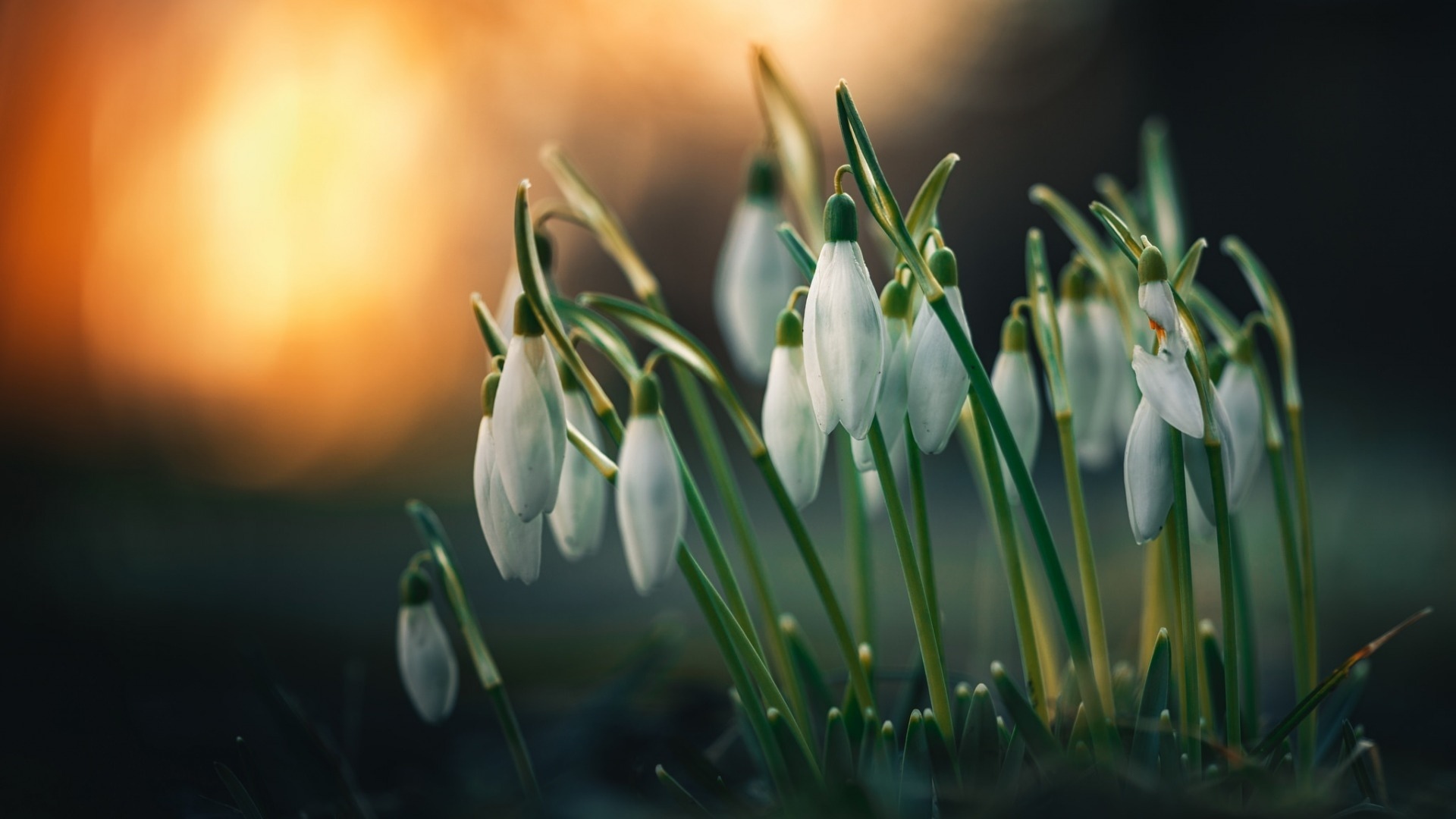 舒缓压力  清新雪滴花唯美