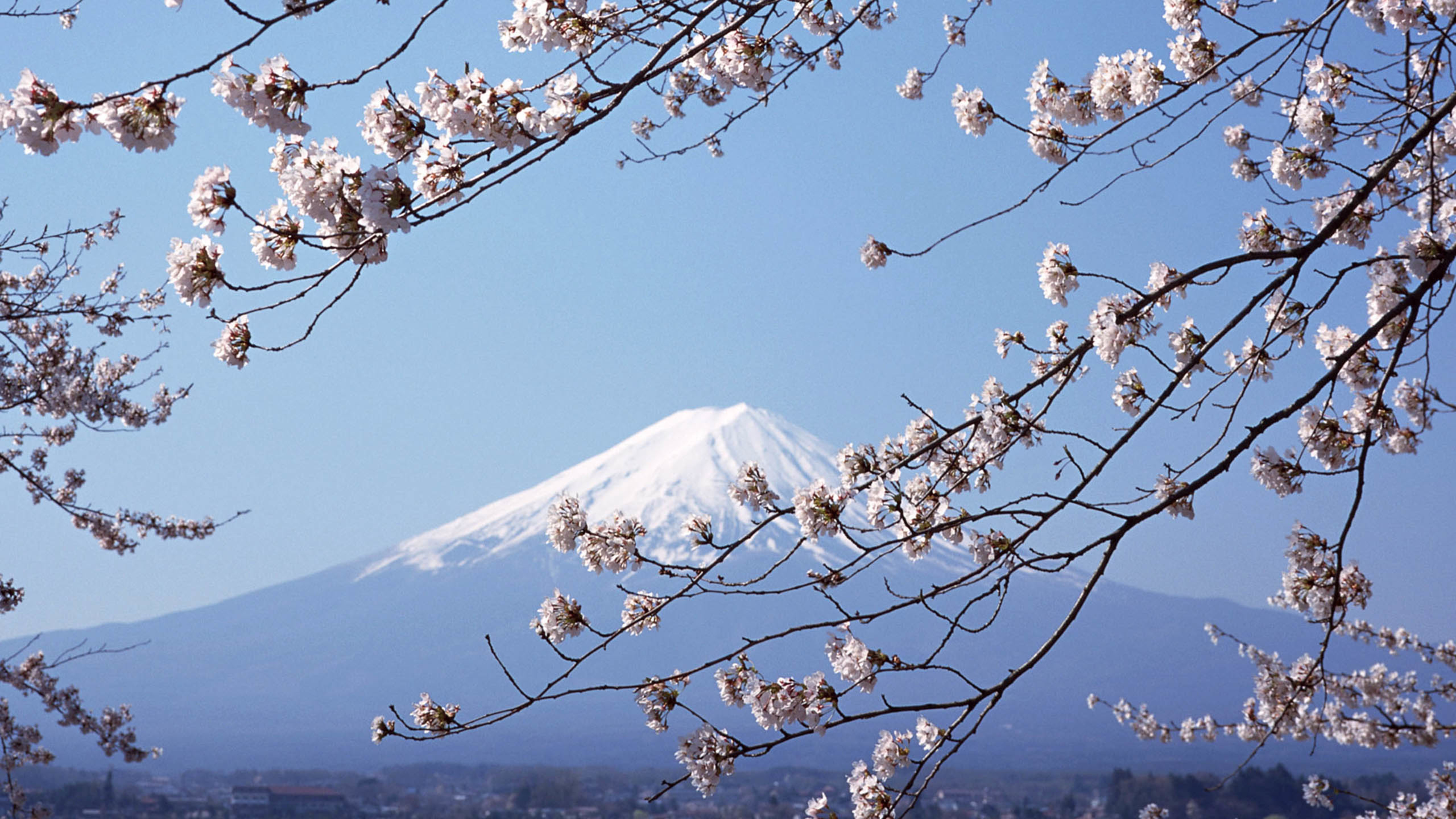 富士山 樱花