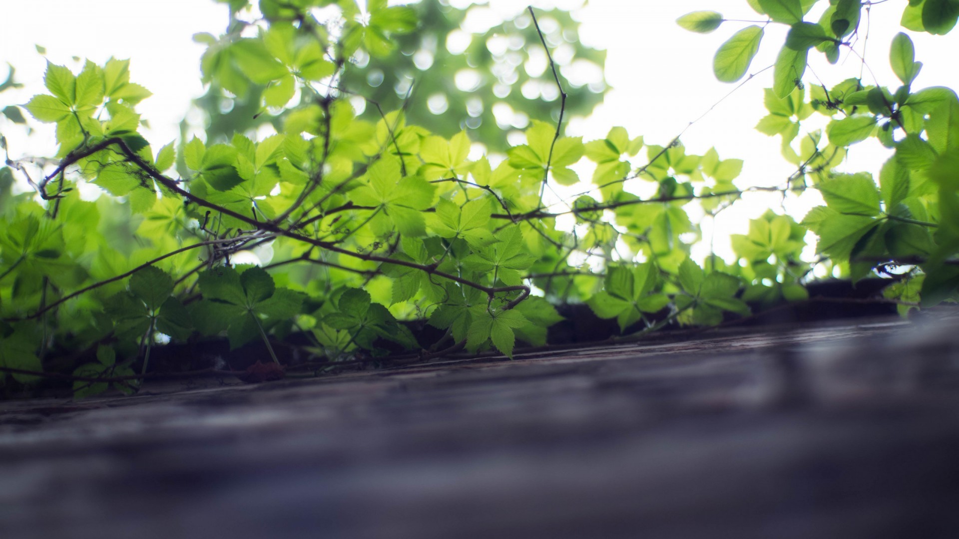 小清新 舒缓压力 爬墙虎