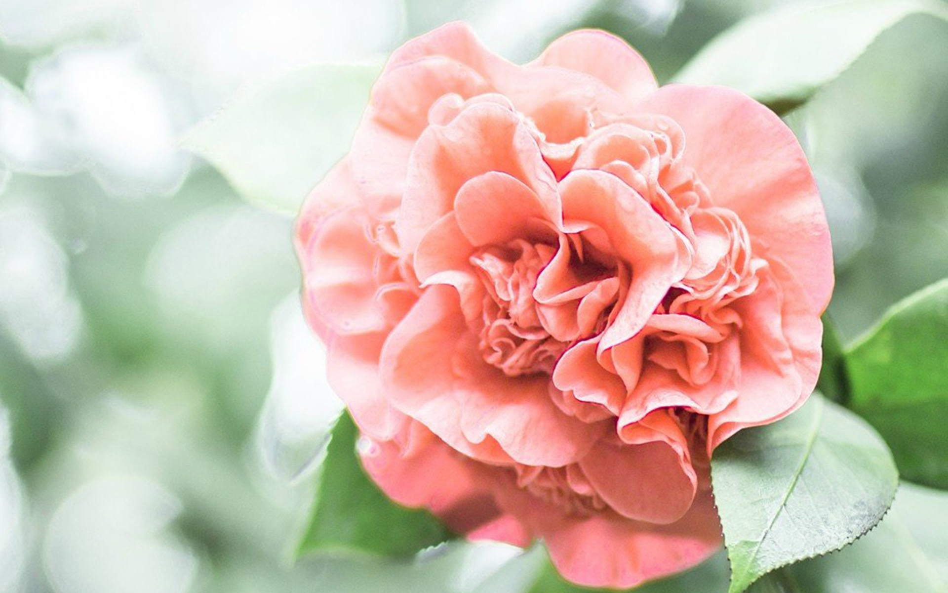 小清新 娇艳欲滴 花