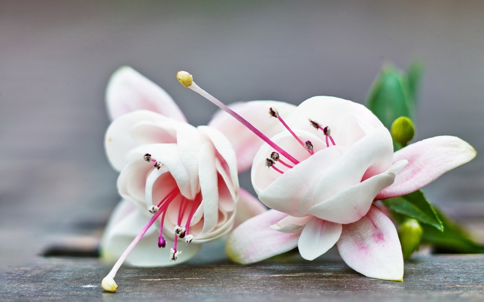 小清新 鲜花 娇艳 可爱