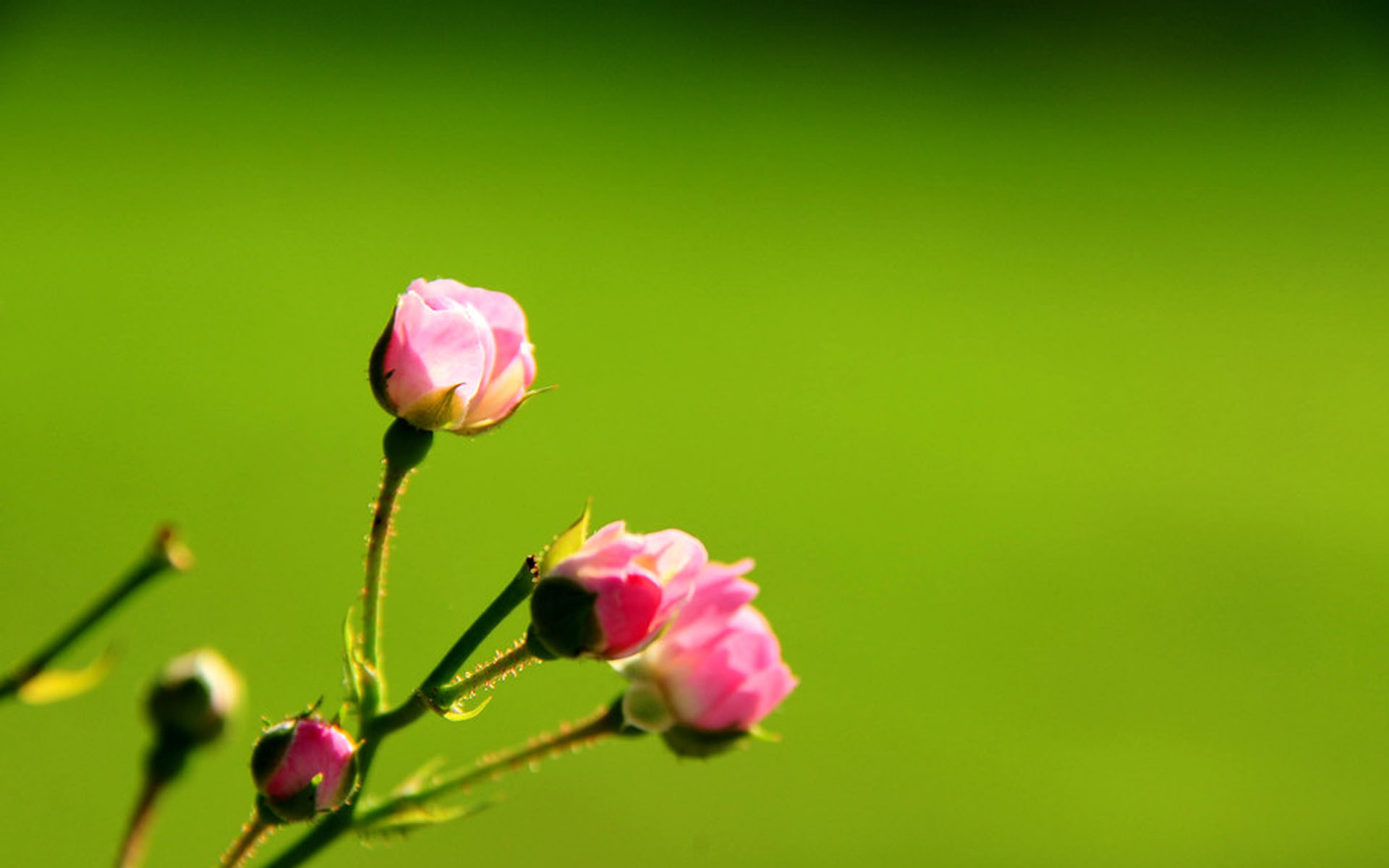 小清新 护眼壁纸