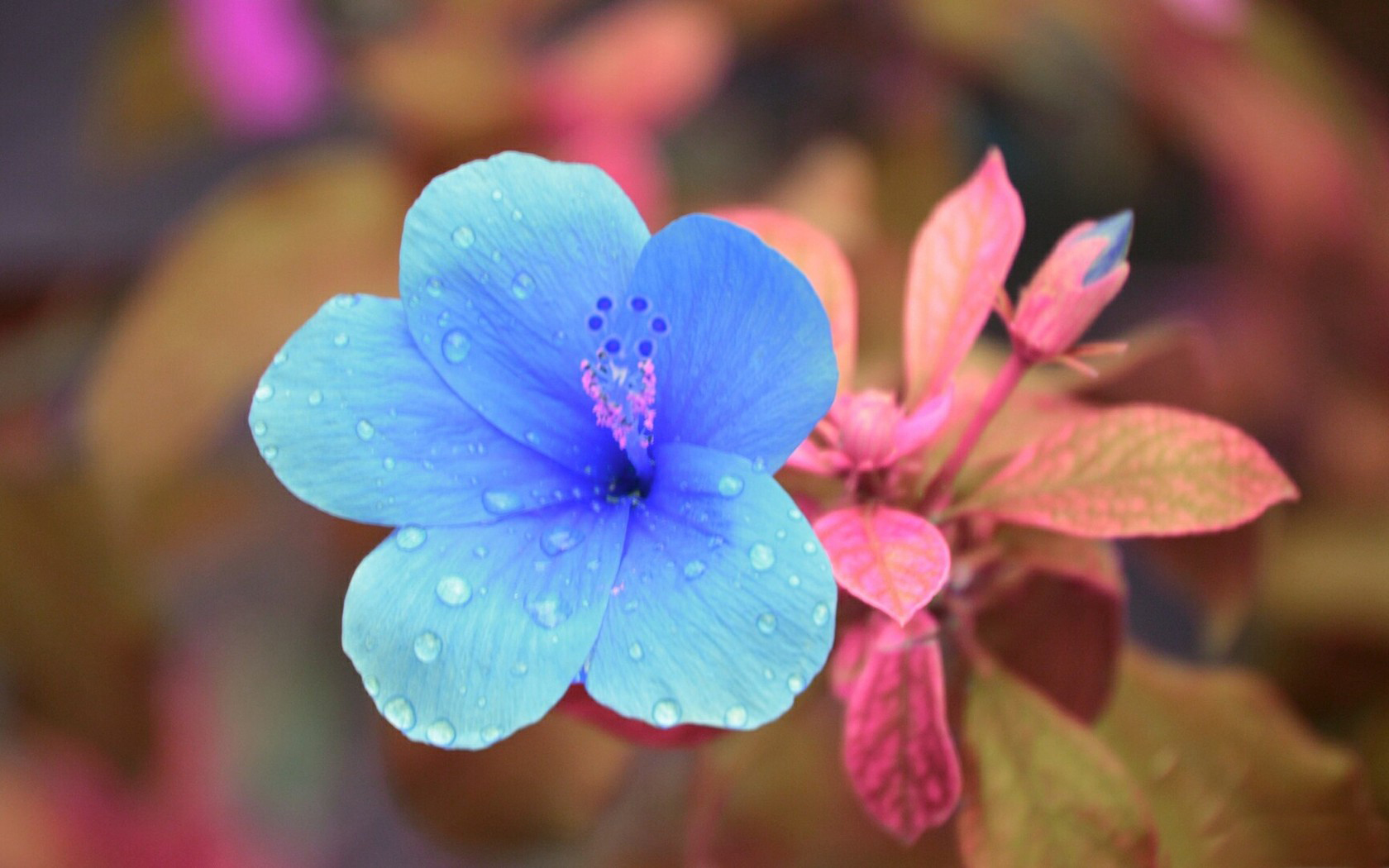 小清新 鸟语花香 花朵 花卉
