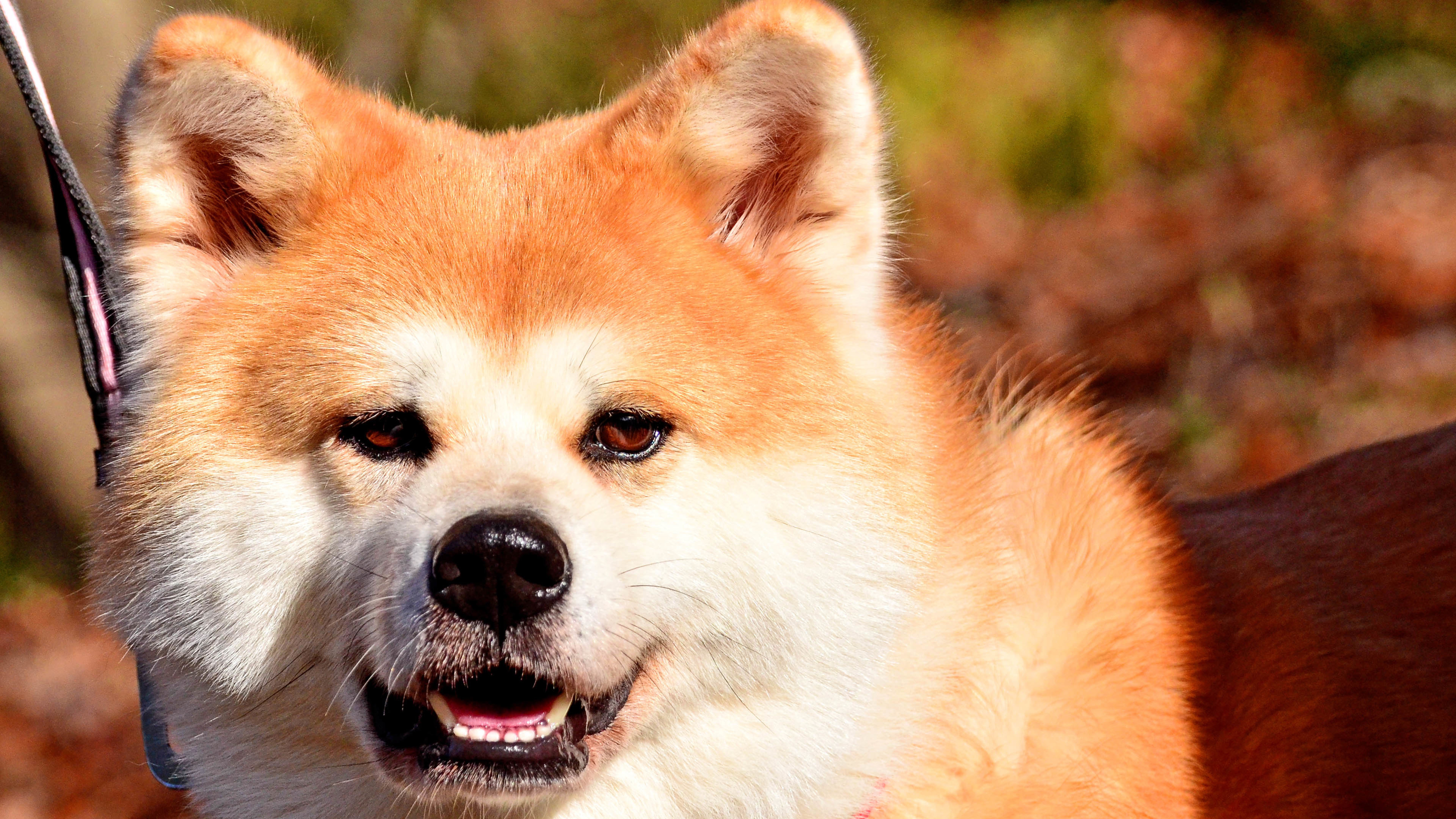 汪星人 狗 秋田犬
