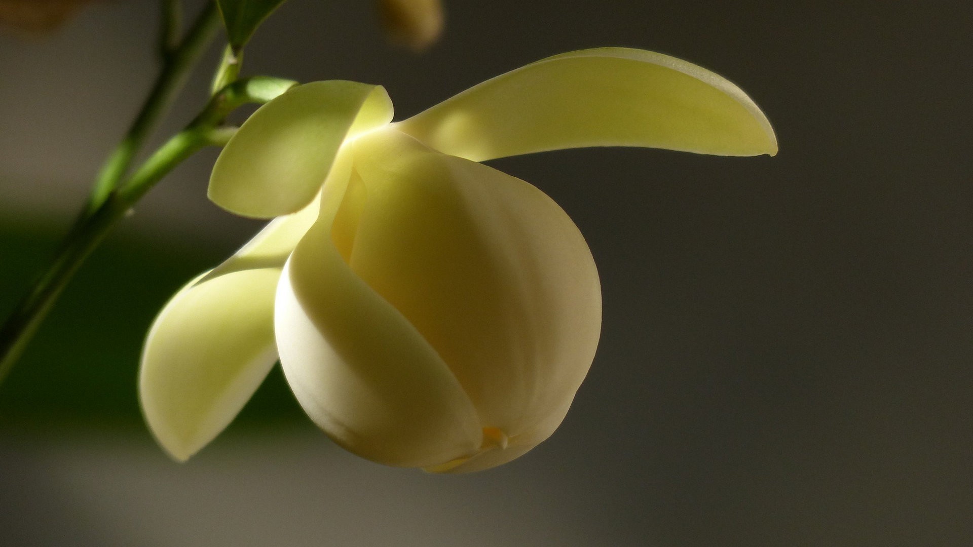 小清新 清新淡雅 奇异夜香木兰花