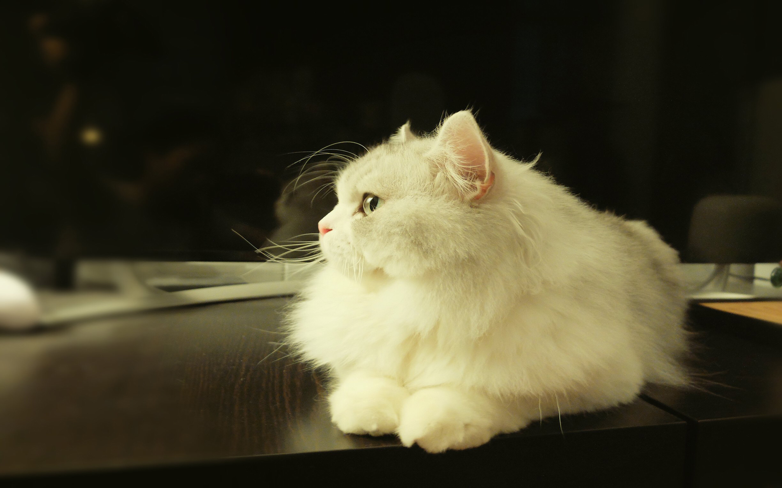 萌宠 动物 喵星人 猫