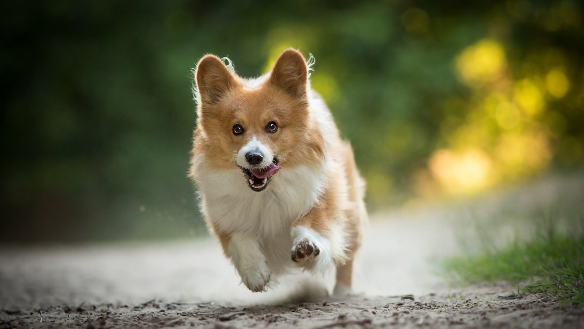 汪星人 狗 柯基
