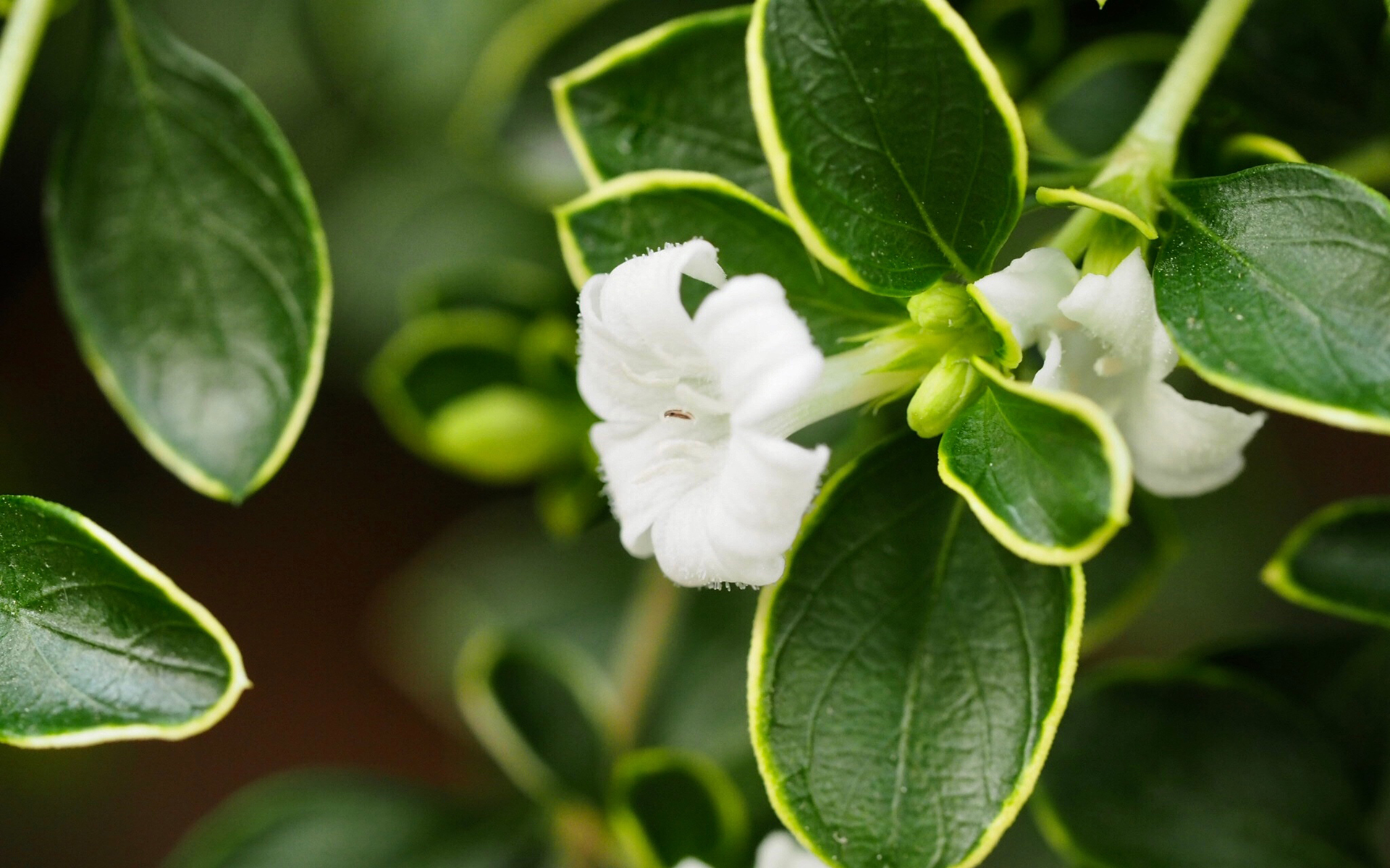 护眼壁纸  小清新 植物   素花   白色