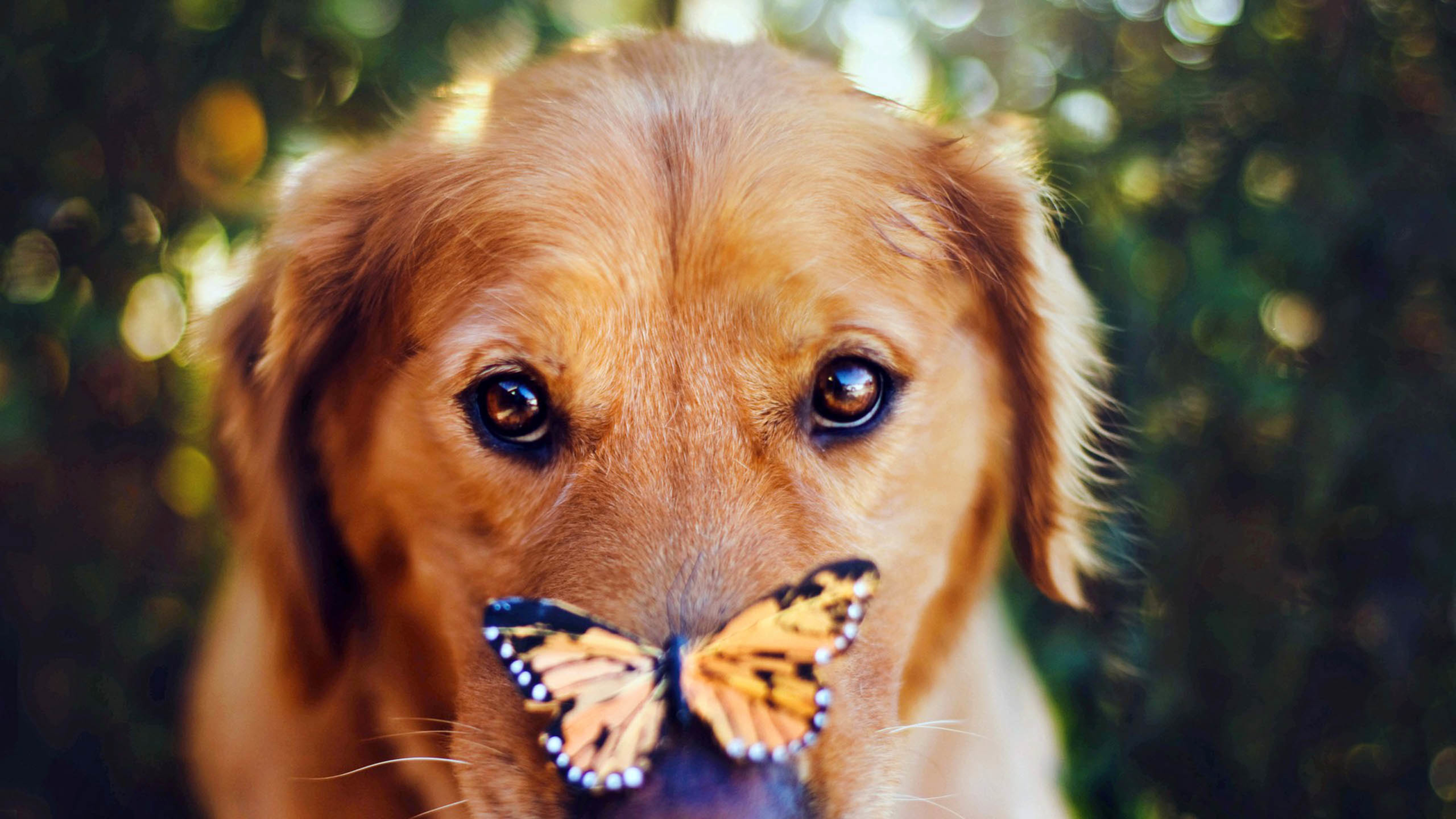 汪星人 狗 蝴蝶