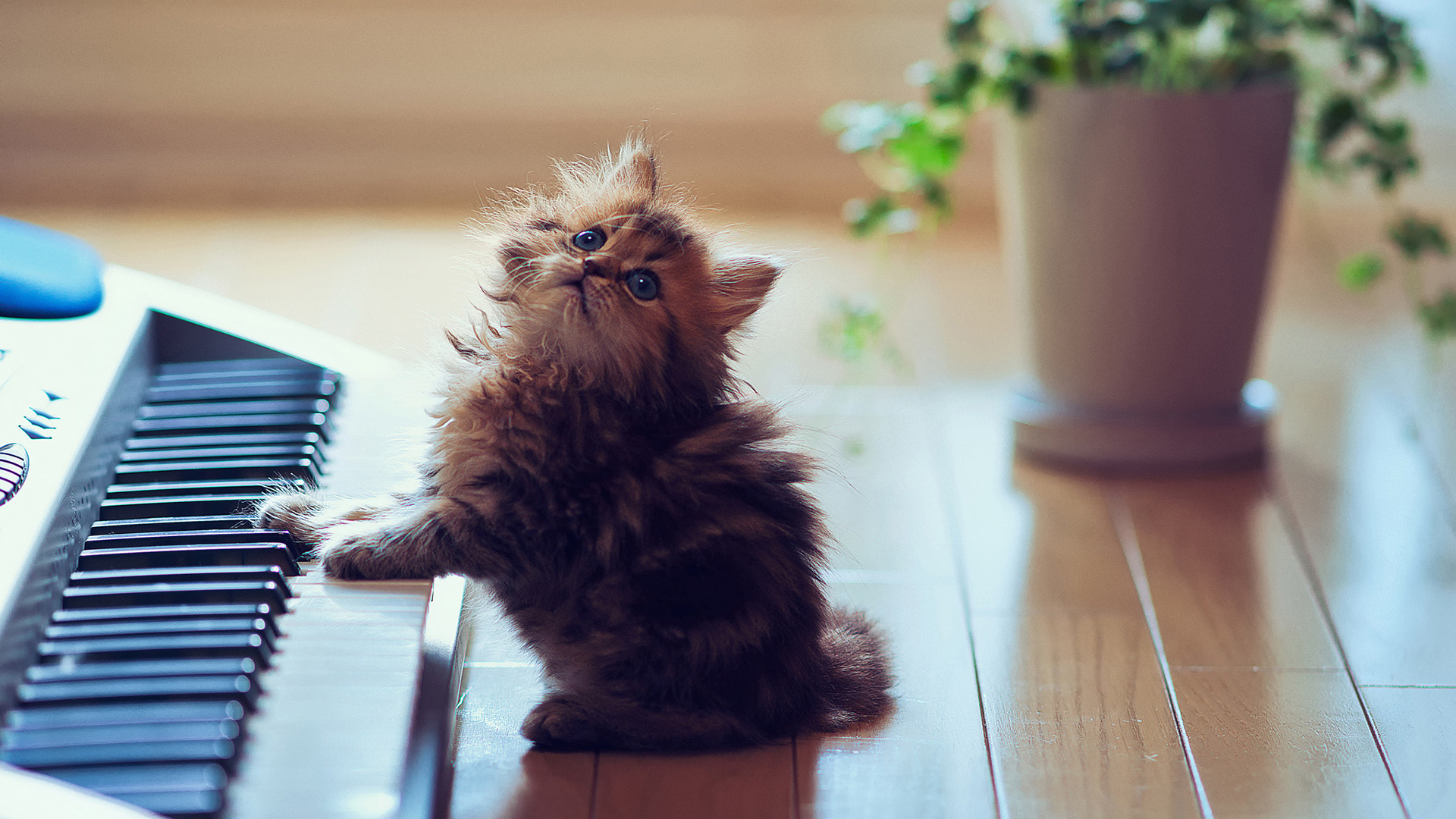 萌宠 动物 猫 喵星人