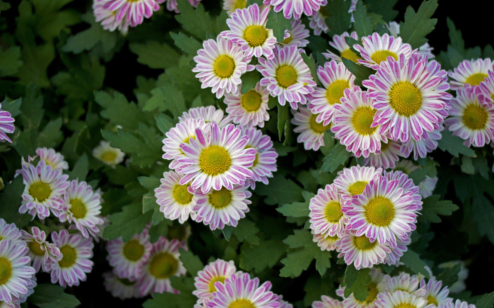 菊花 清新淡雅 植物