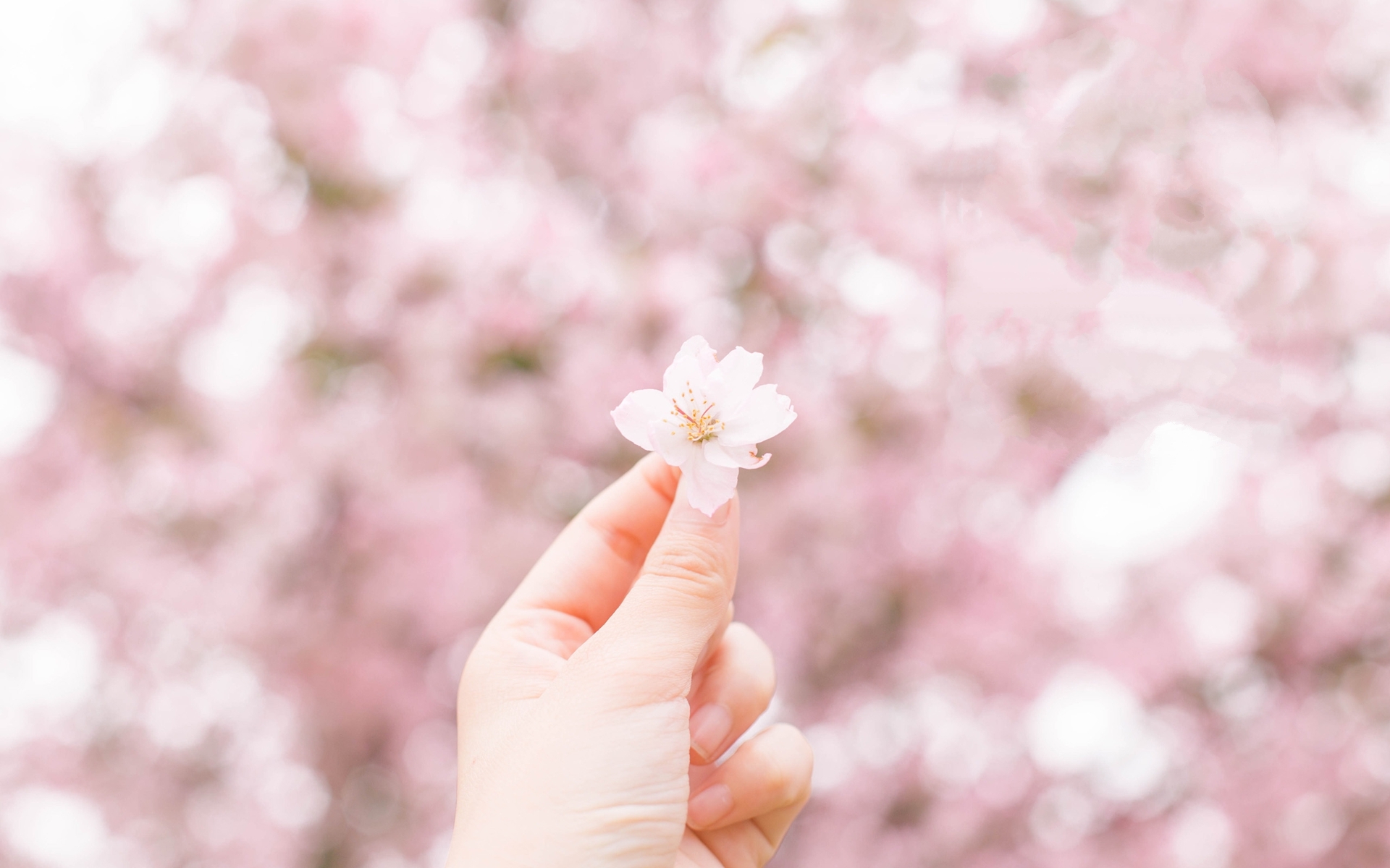 清新淡雅 一朵樱花