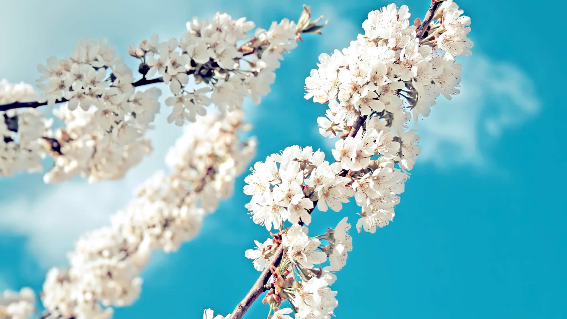 小清新 清新 蓝天 鲜花