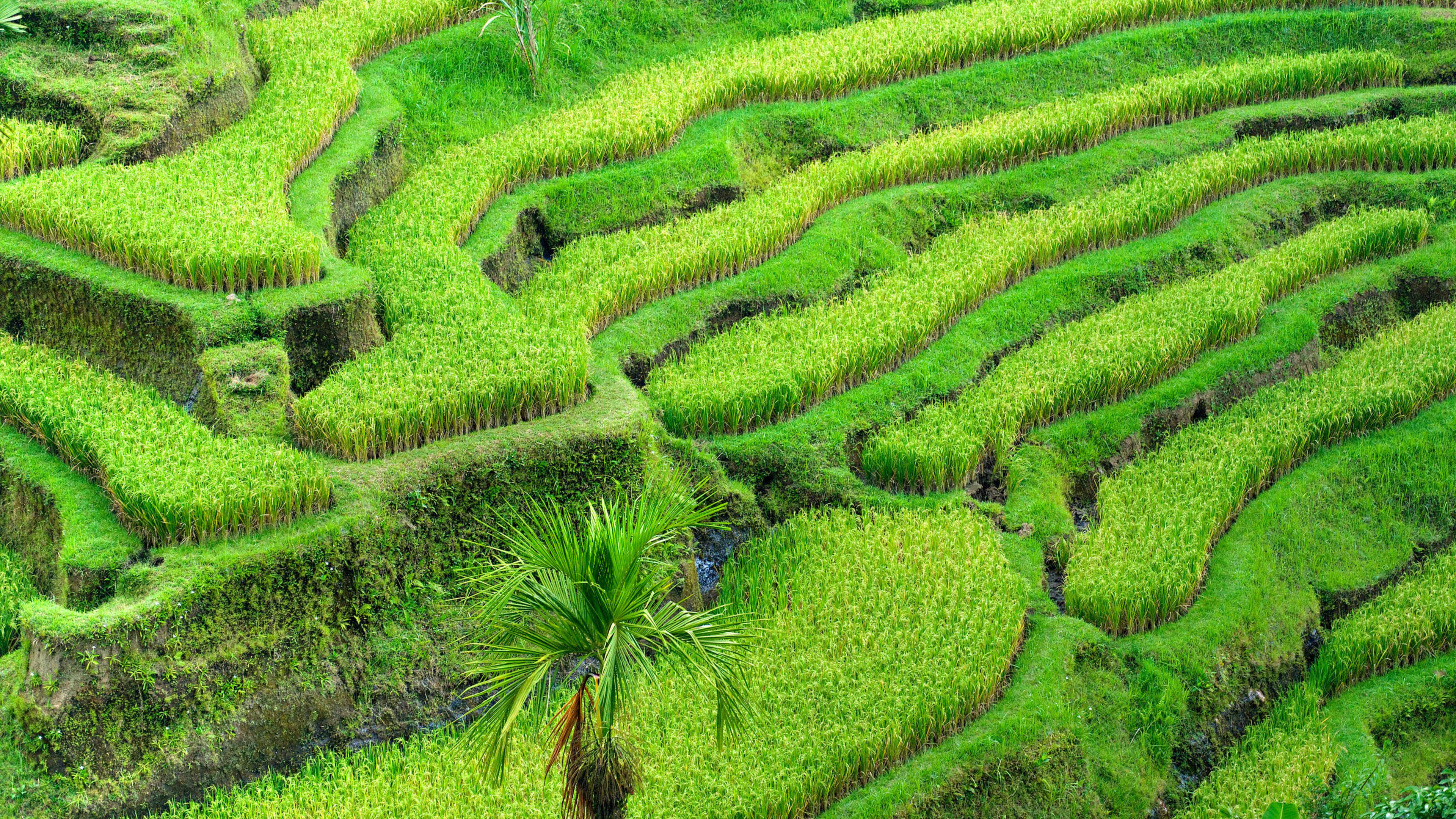 农田 绿色 护眼