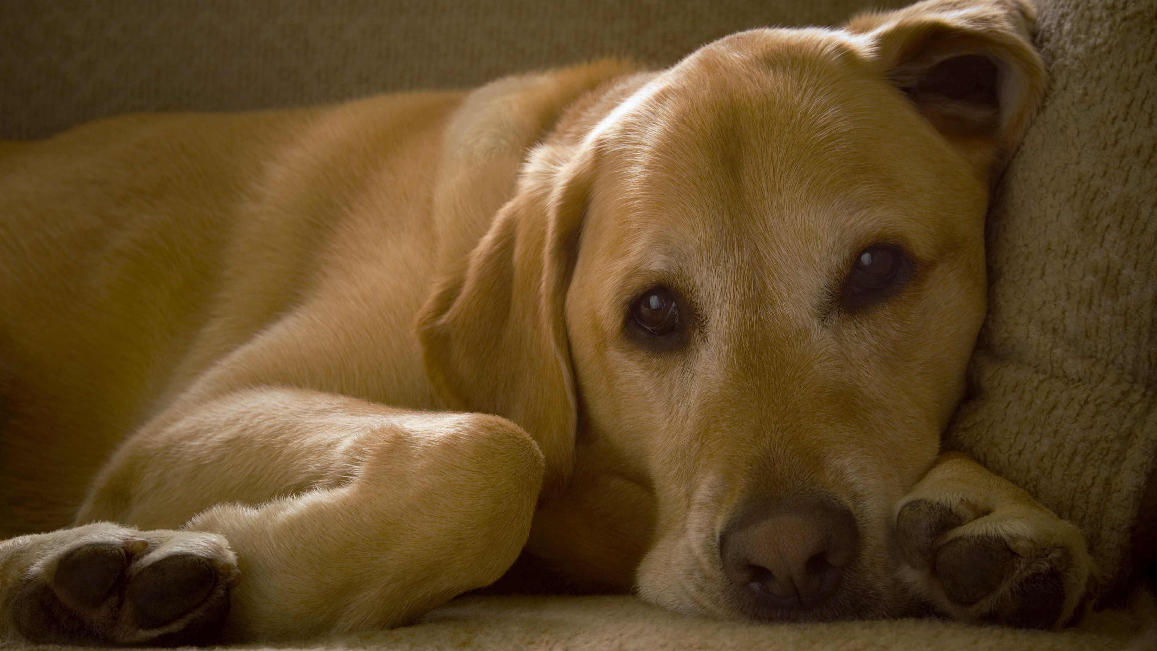 4k 萌宠 动物 狗  金毛
