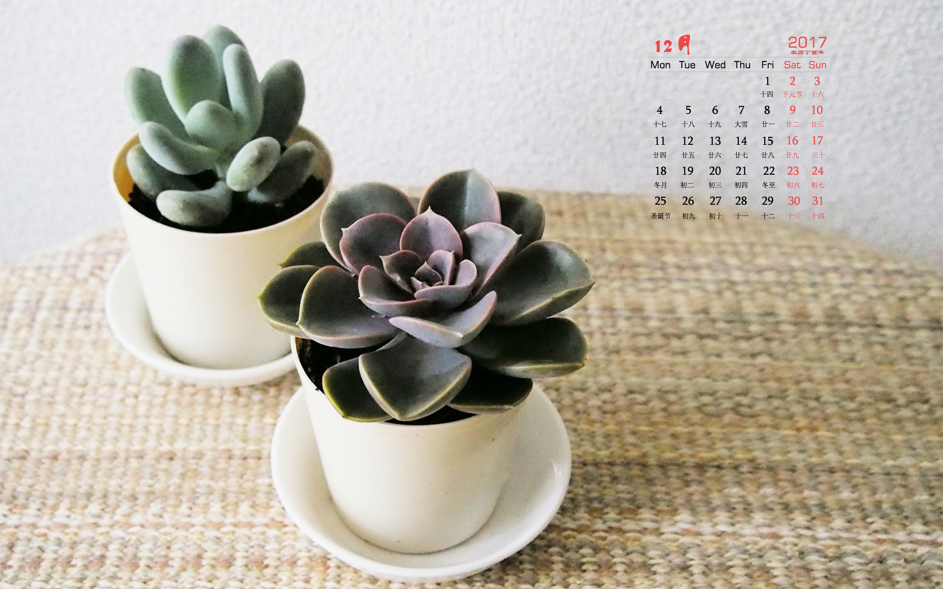 月历 多肉 静物