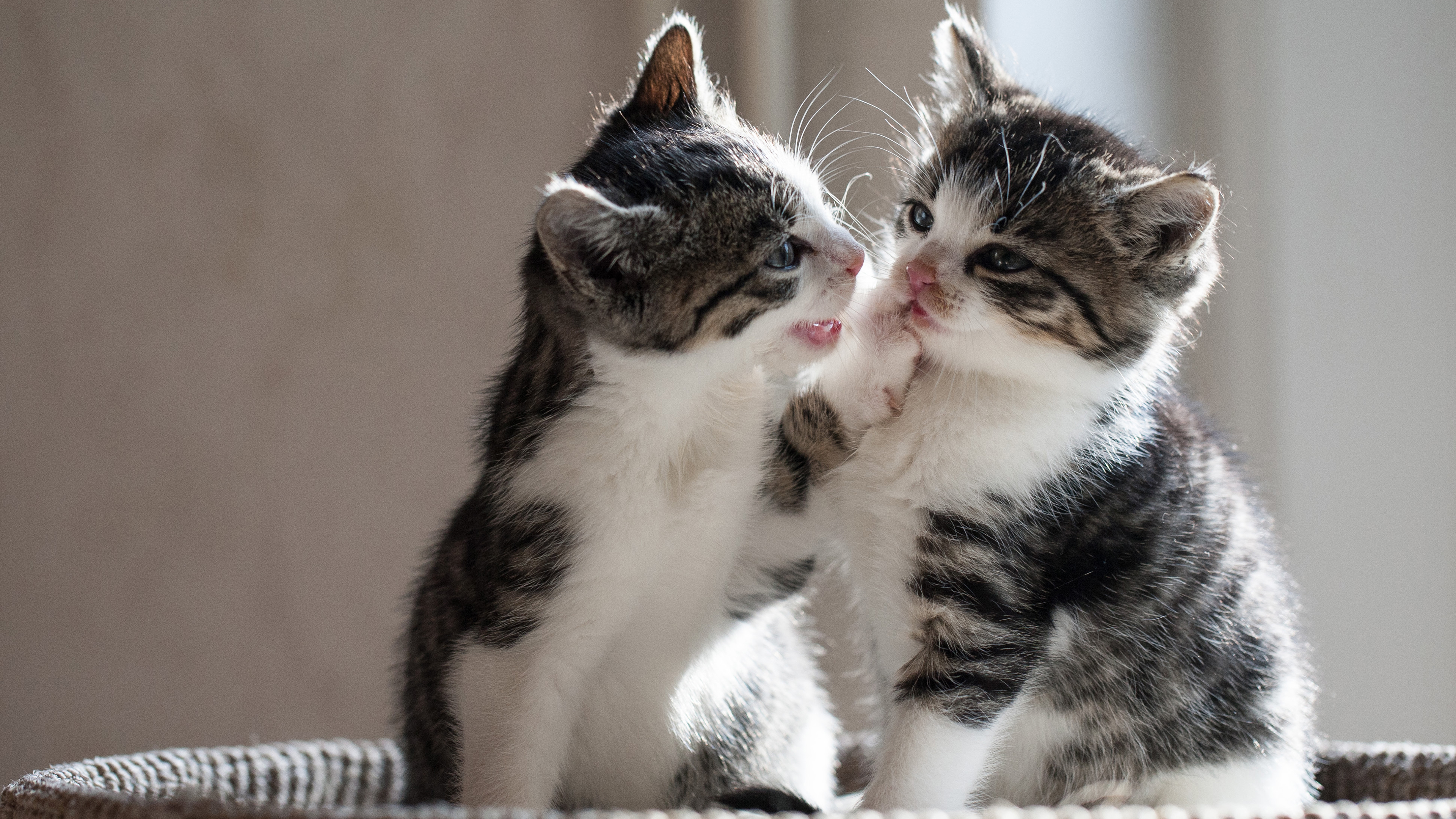 喵星人 猫咪 可爱