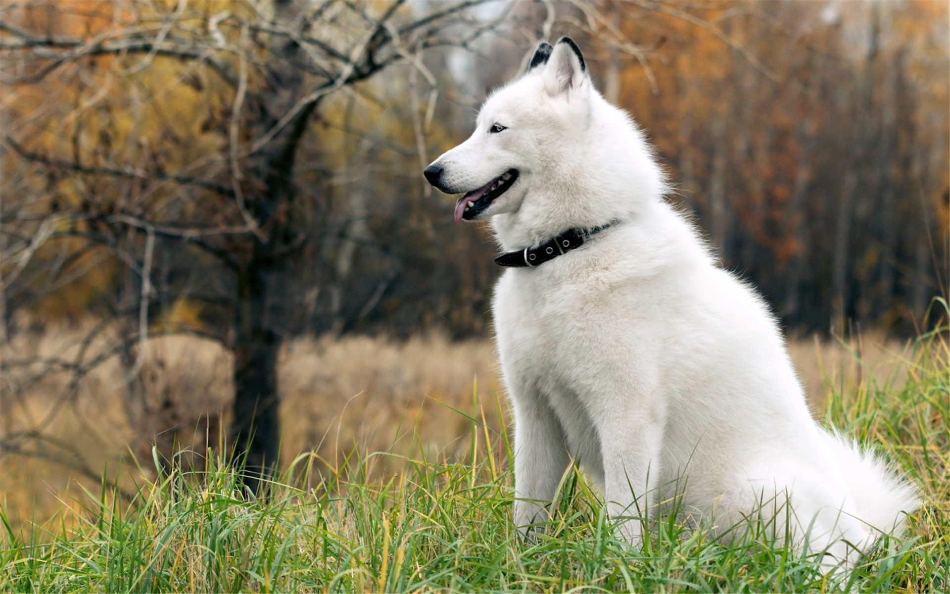萌宠 动物 汪星人 狗 萨摩耶