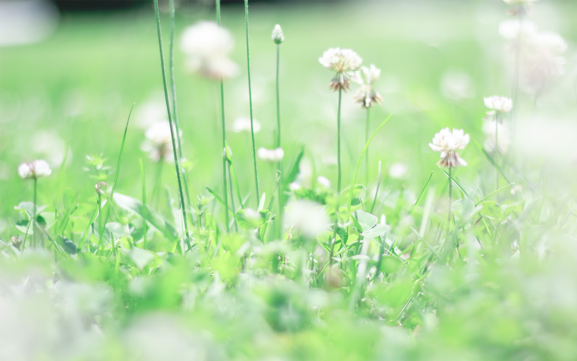 护眼壁纸 绿色植物