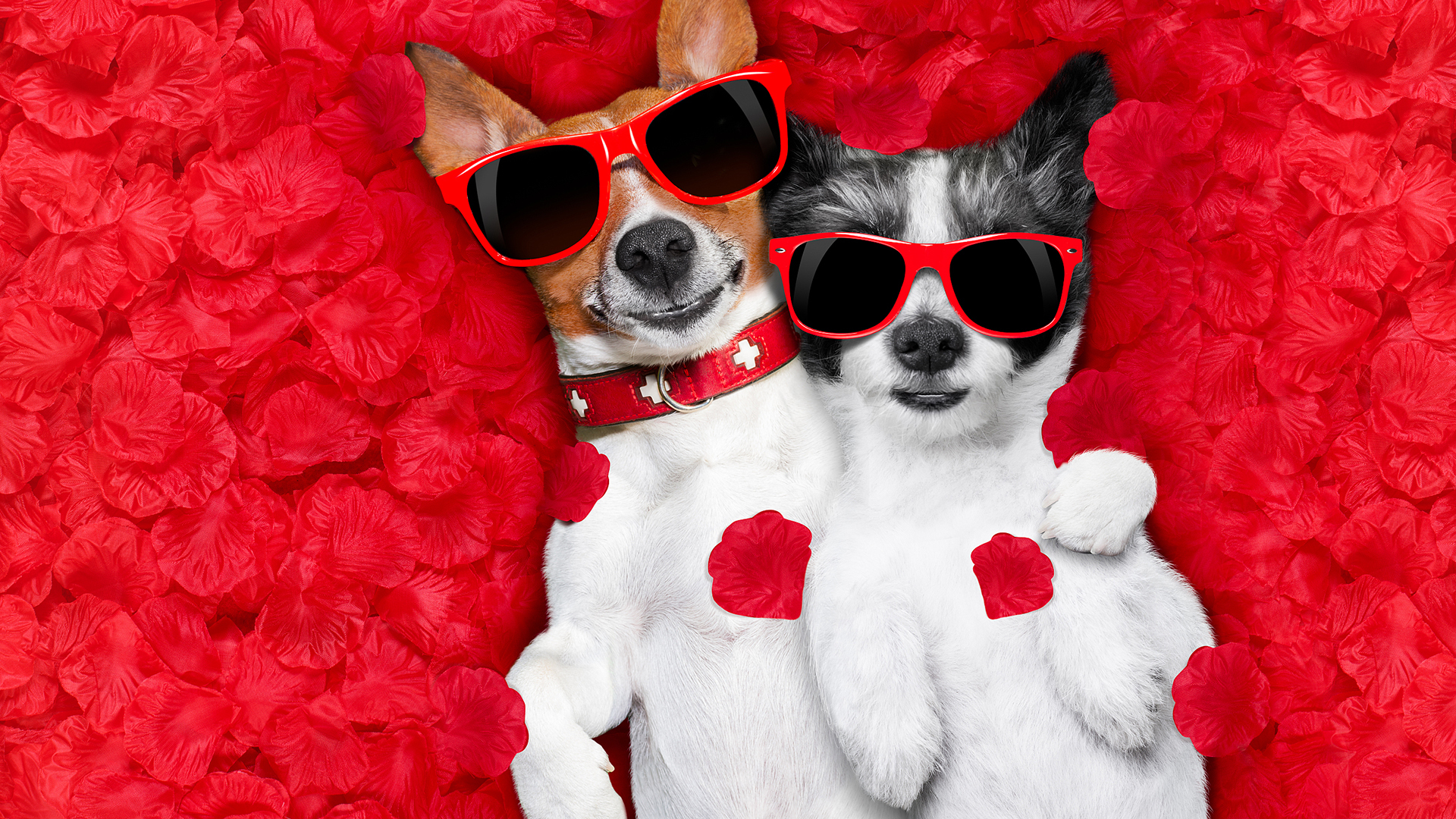 萌宠动物 汪星人