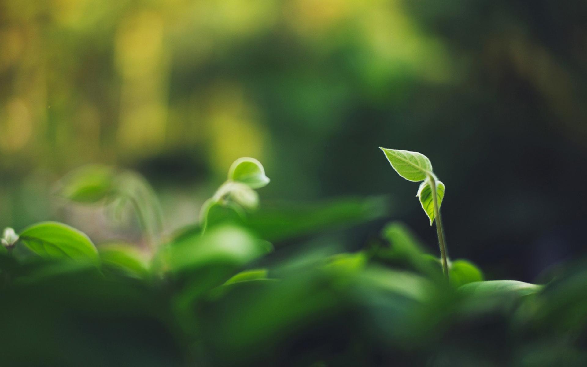 护眼壁纸 绿色植物
