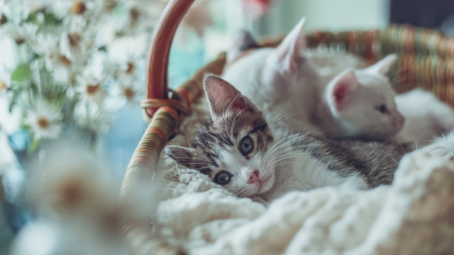 萌宠 喵星人 猫咪