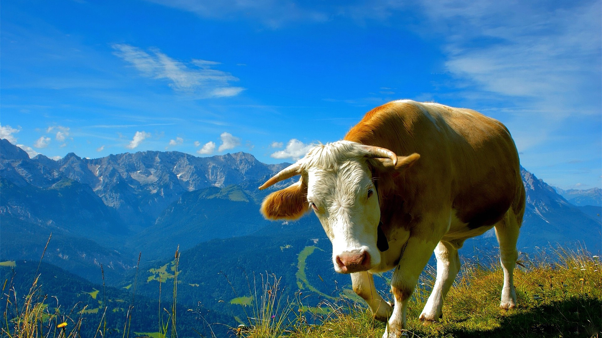 萌宠 黄牛 可爱 宽屏