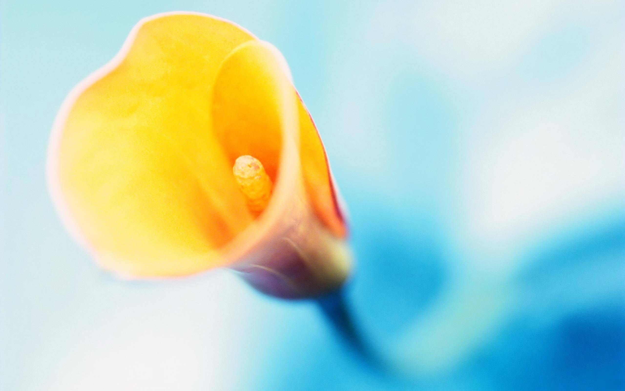 清新淡雅 小黄花