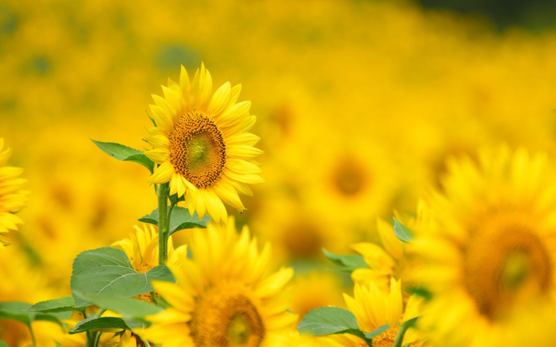 小清新 鸟语花香