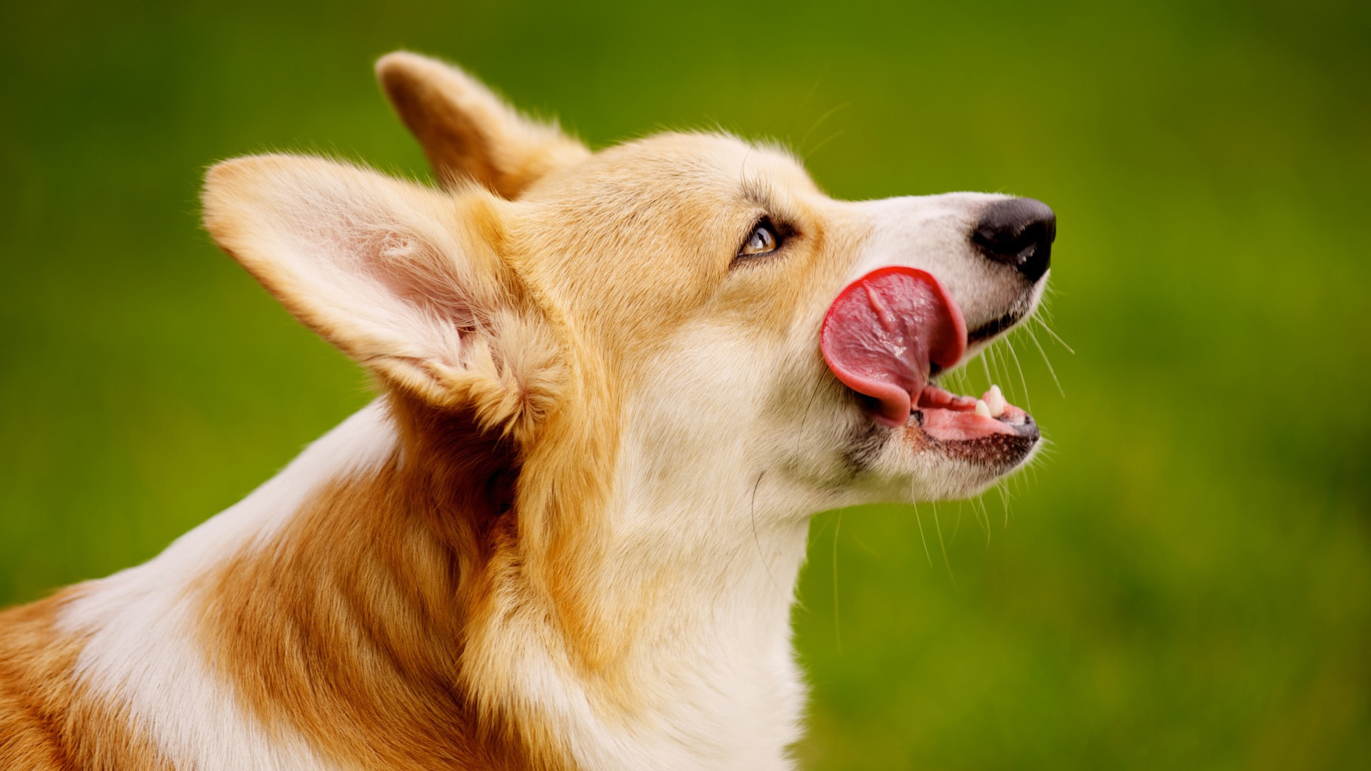 萌宠 动物 狗 汪星人