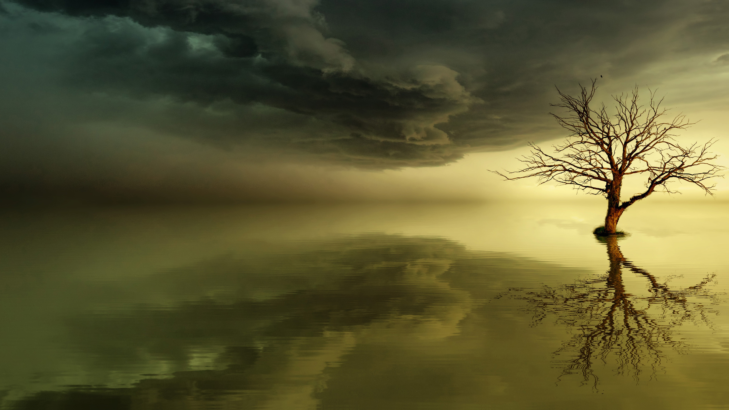 枯树 河流 黄昏 凄美