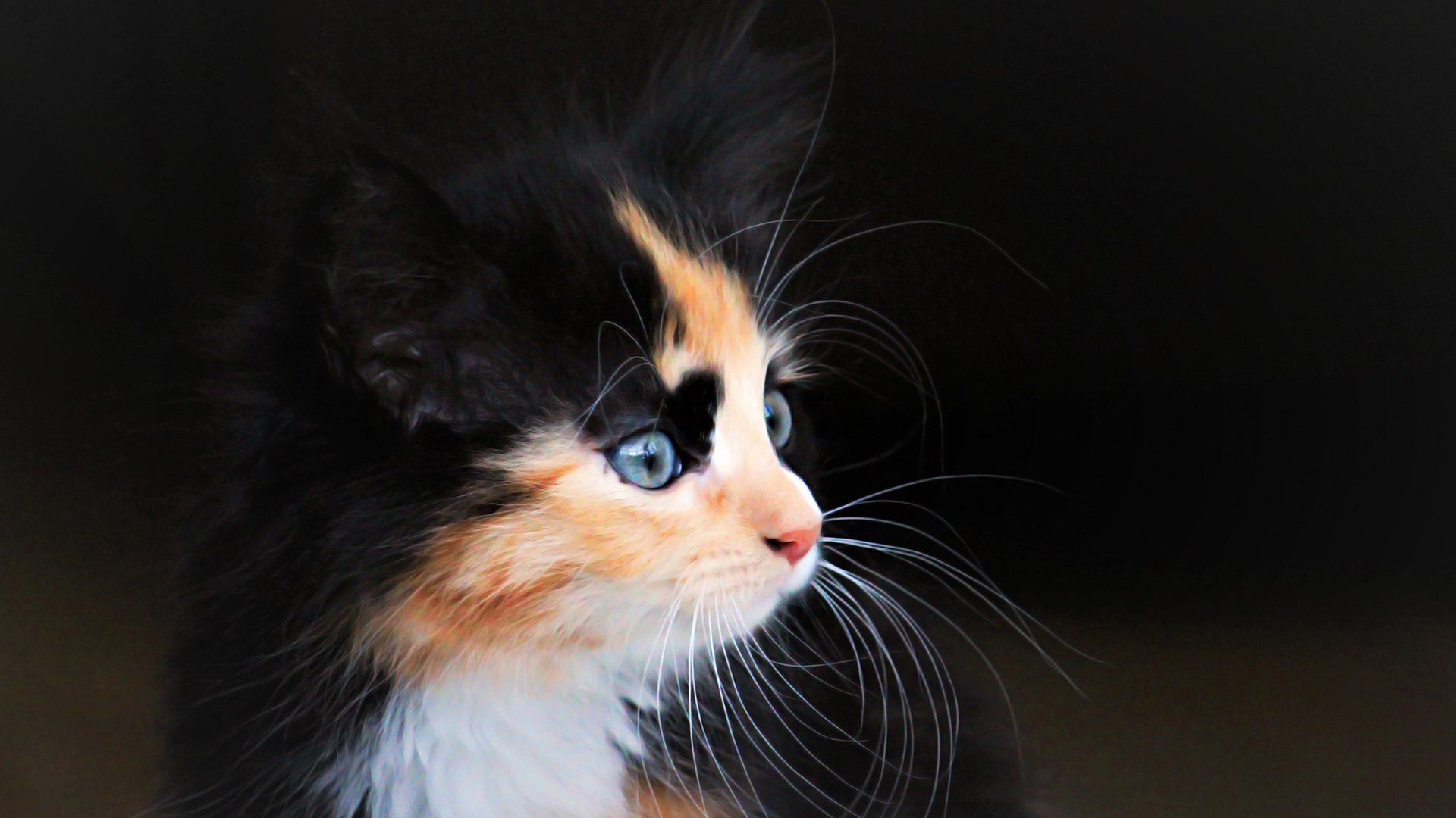 萌宠 动物 猫 喵星人