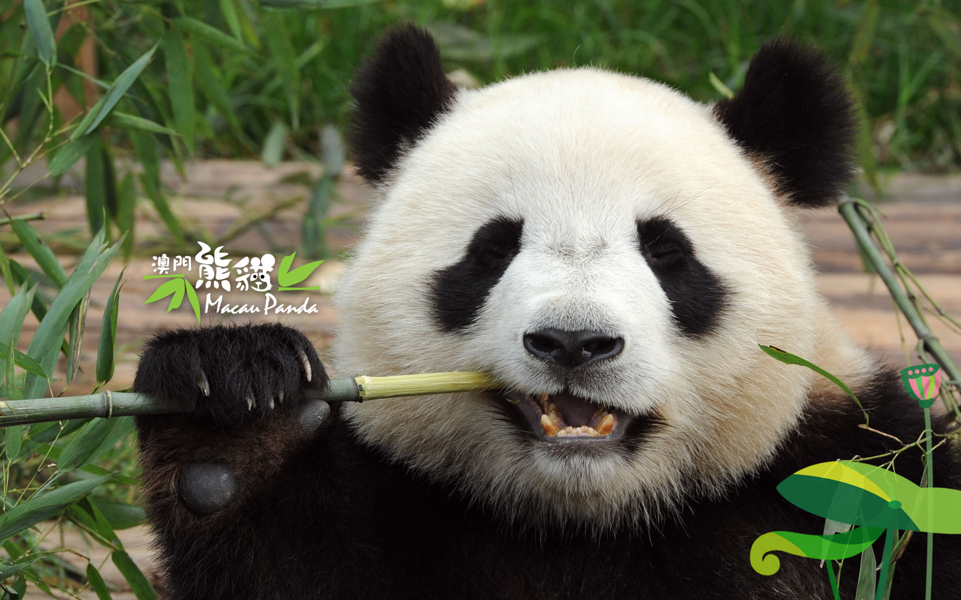 动物 大熊猫 国宝