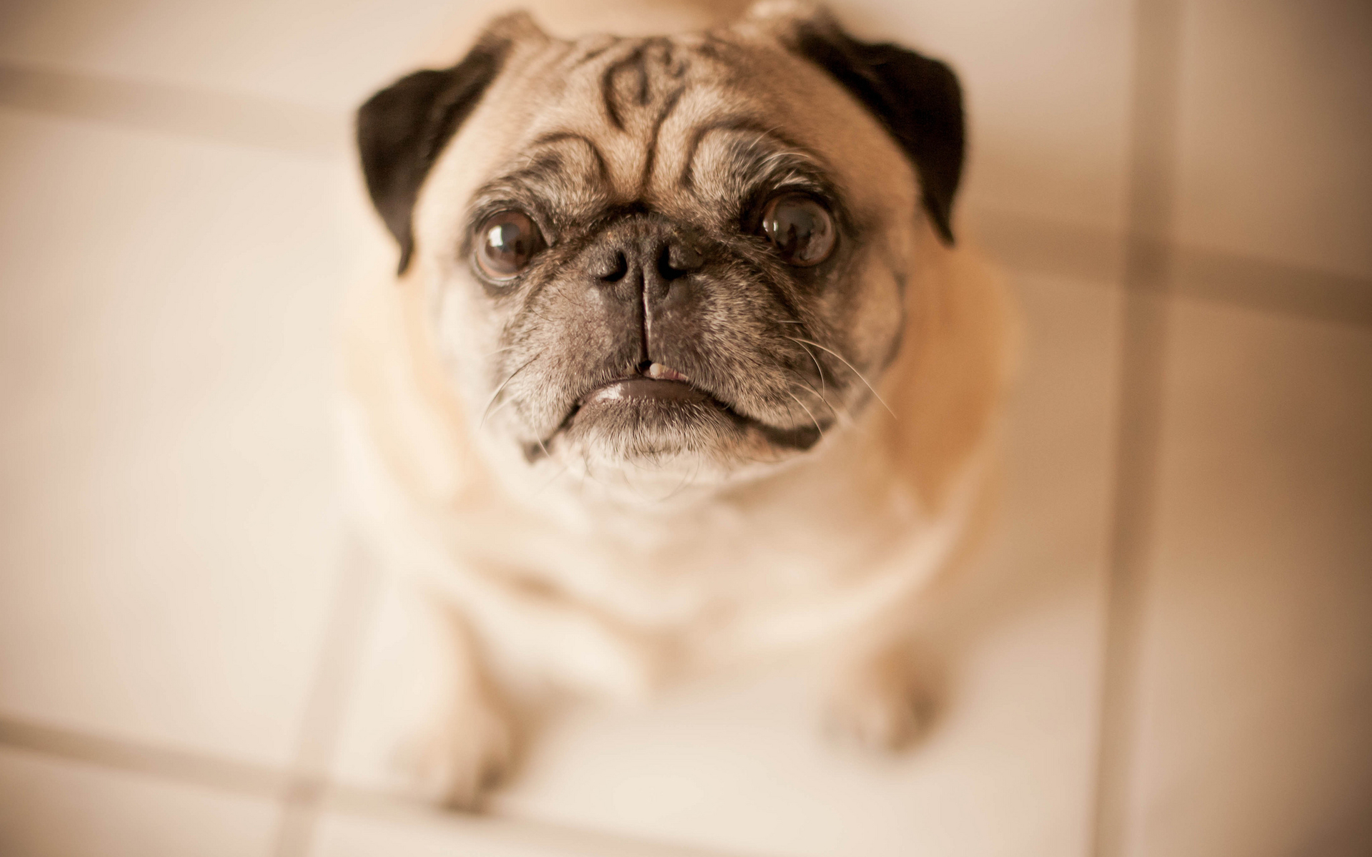 萌宠动物 汪星人 巴哥 舔屏