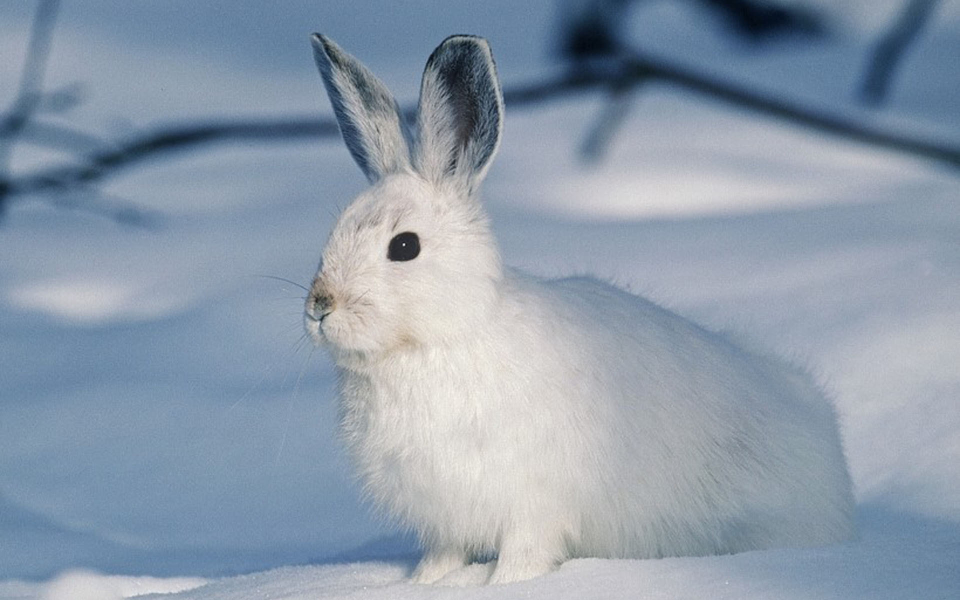 萌宠动物 古灵精怪 兔子