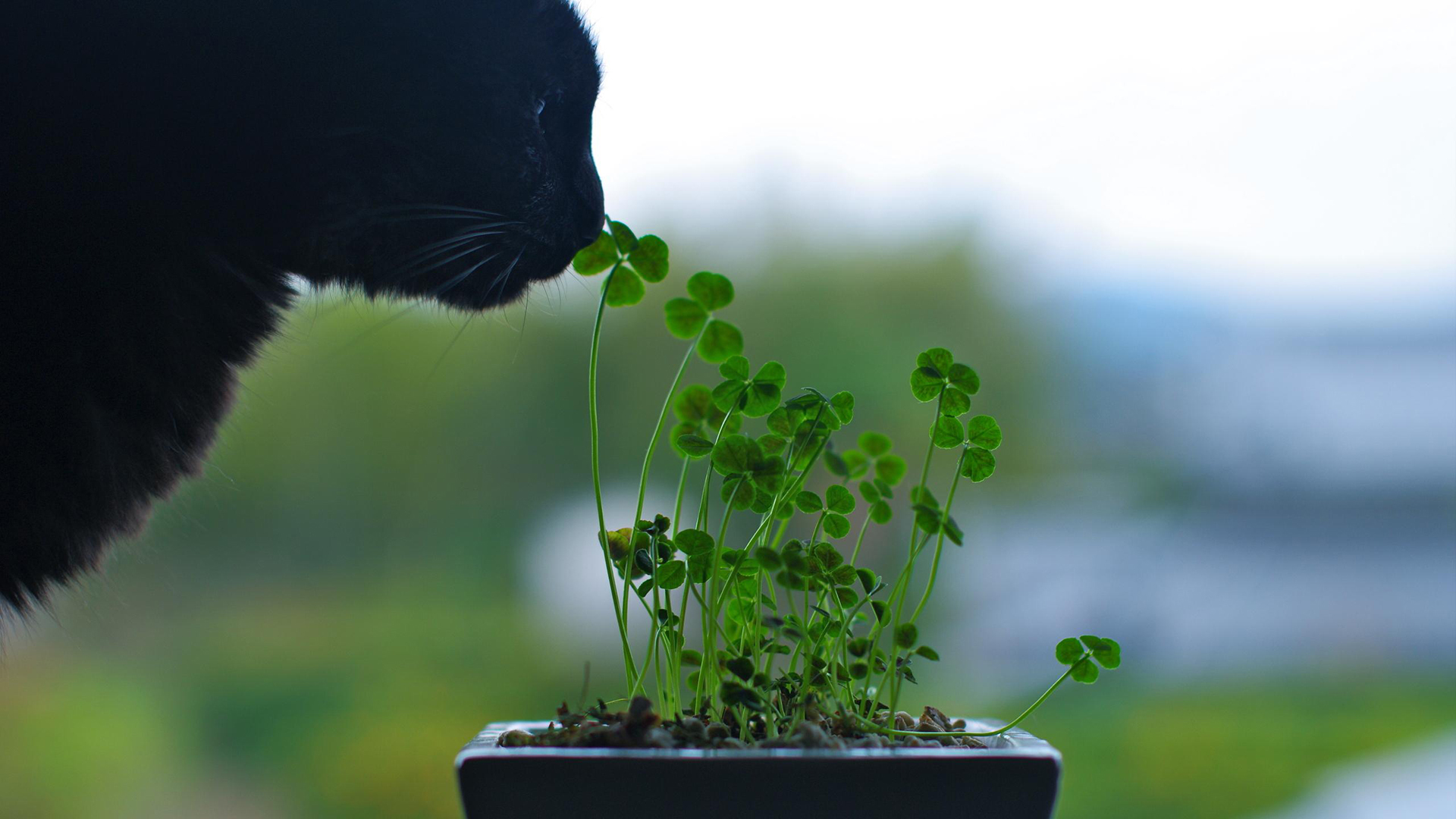 小清新 唯美温馨 盆栽