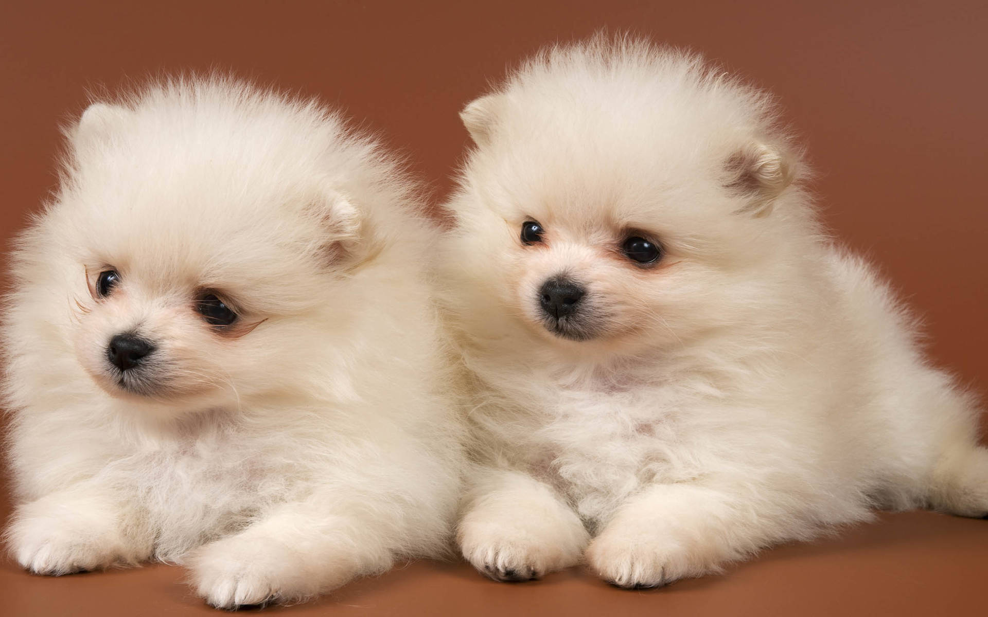 动物 萌物 狗 2只小狗