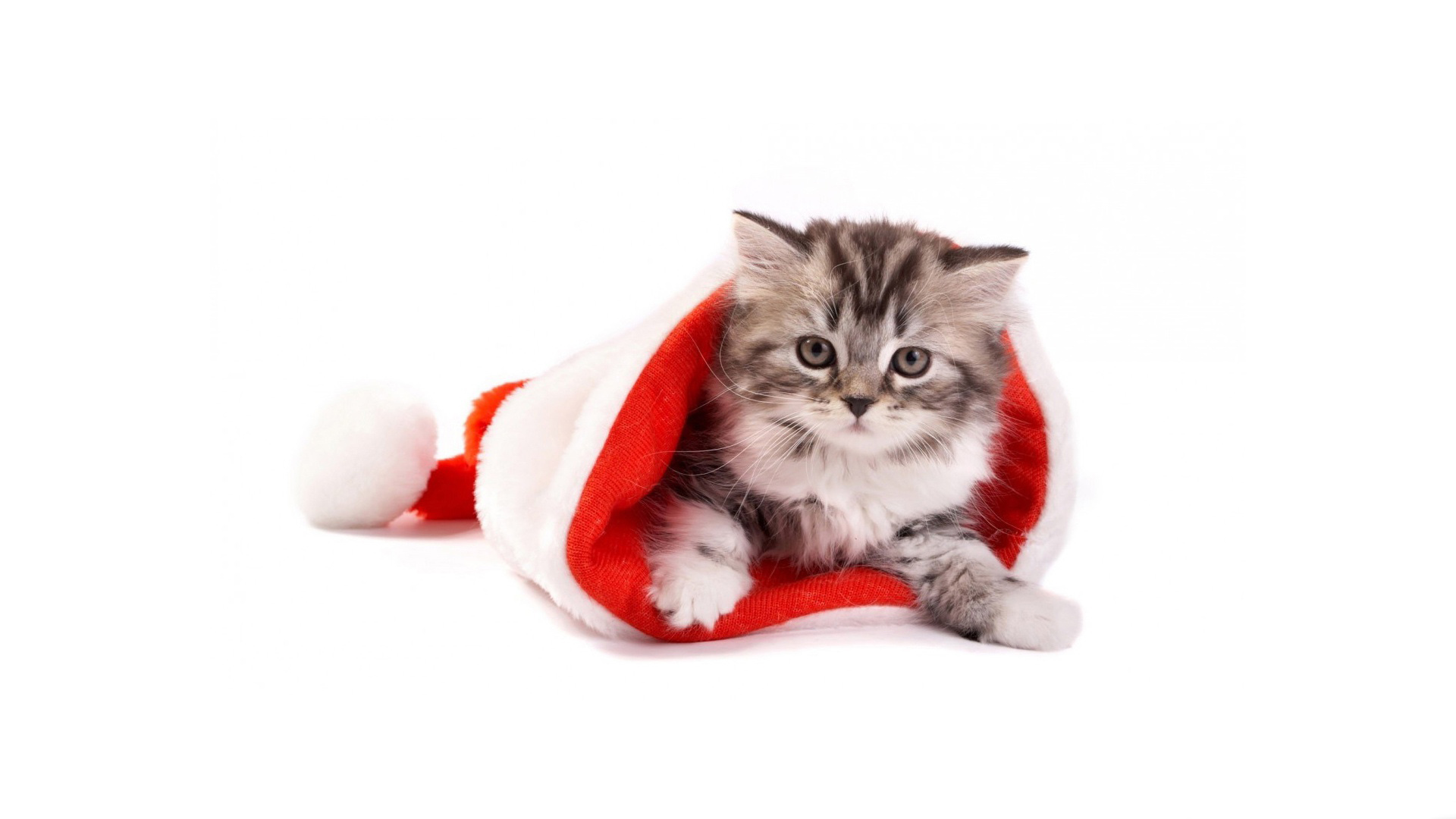 萌宠 喵星人 猫咪 可爱 呆萌 宽屏