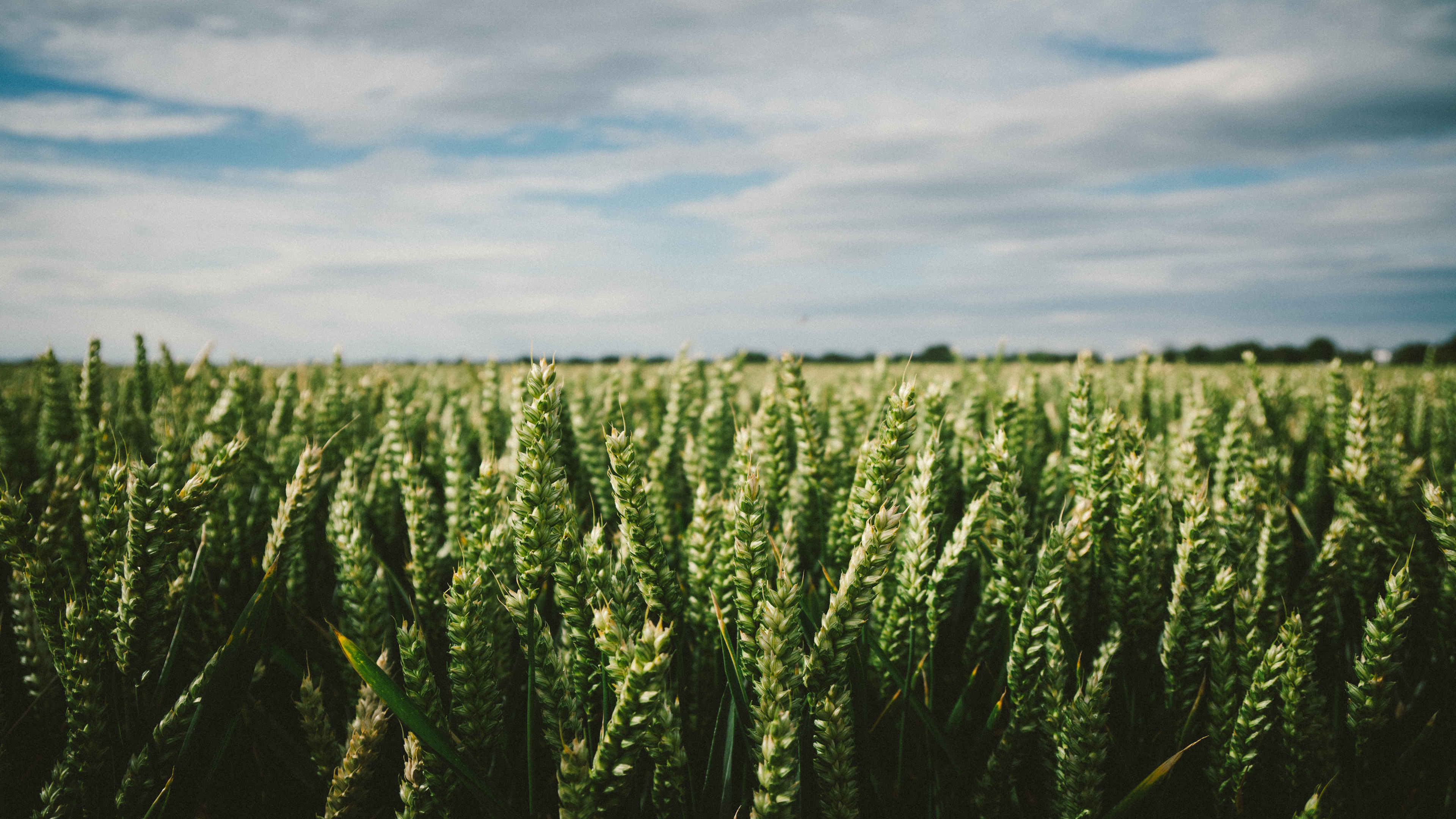 4K 风景 田野 麦穗