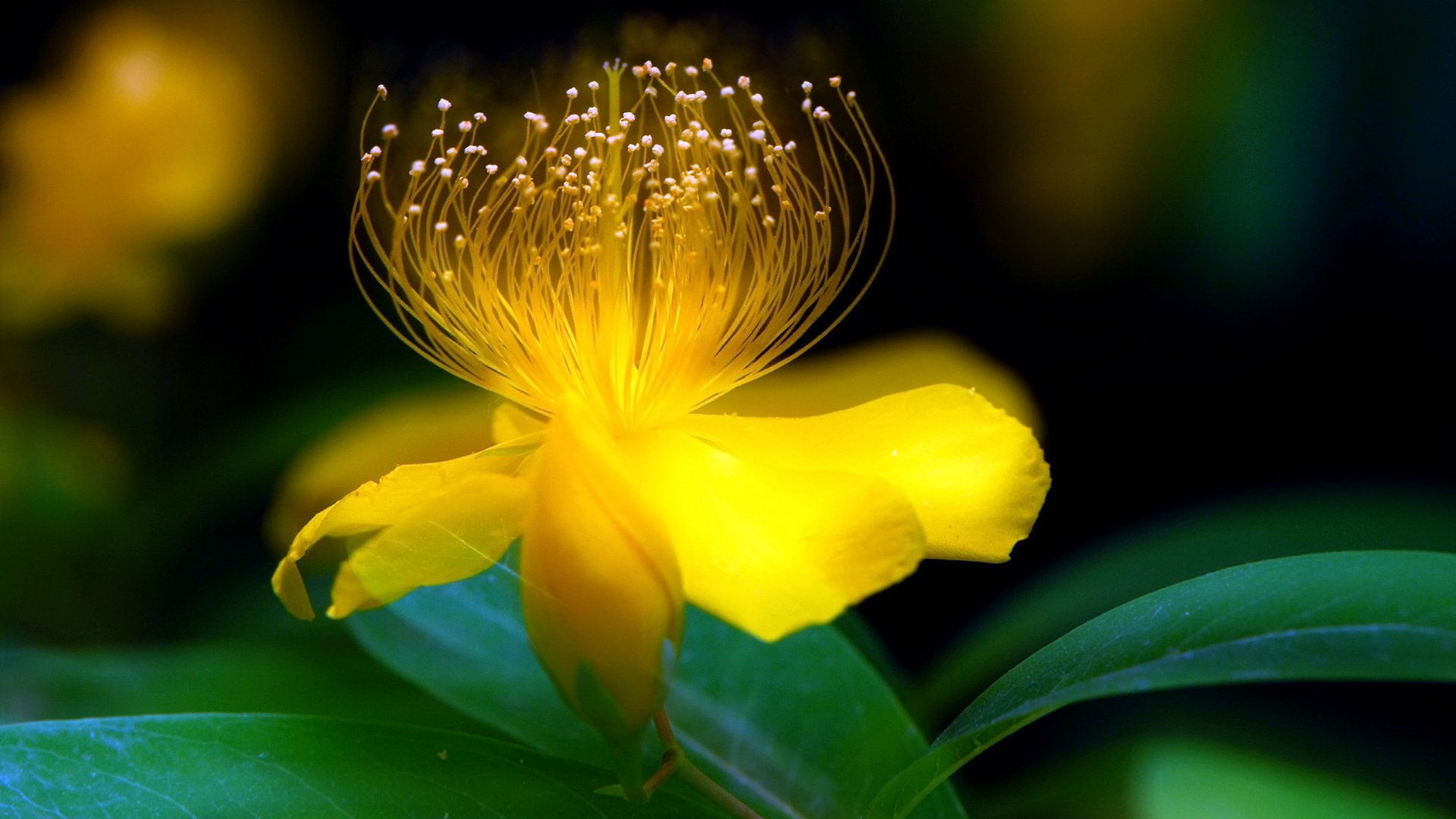 小清新 清新 简单 可爱 宽屏