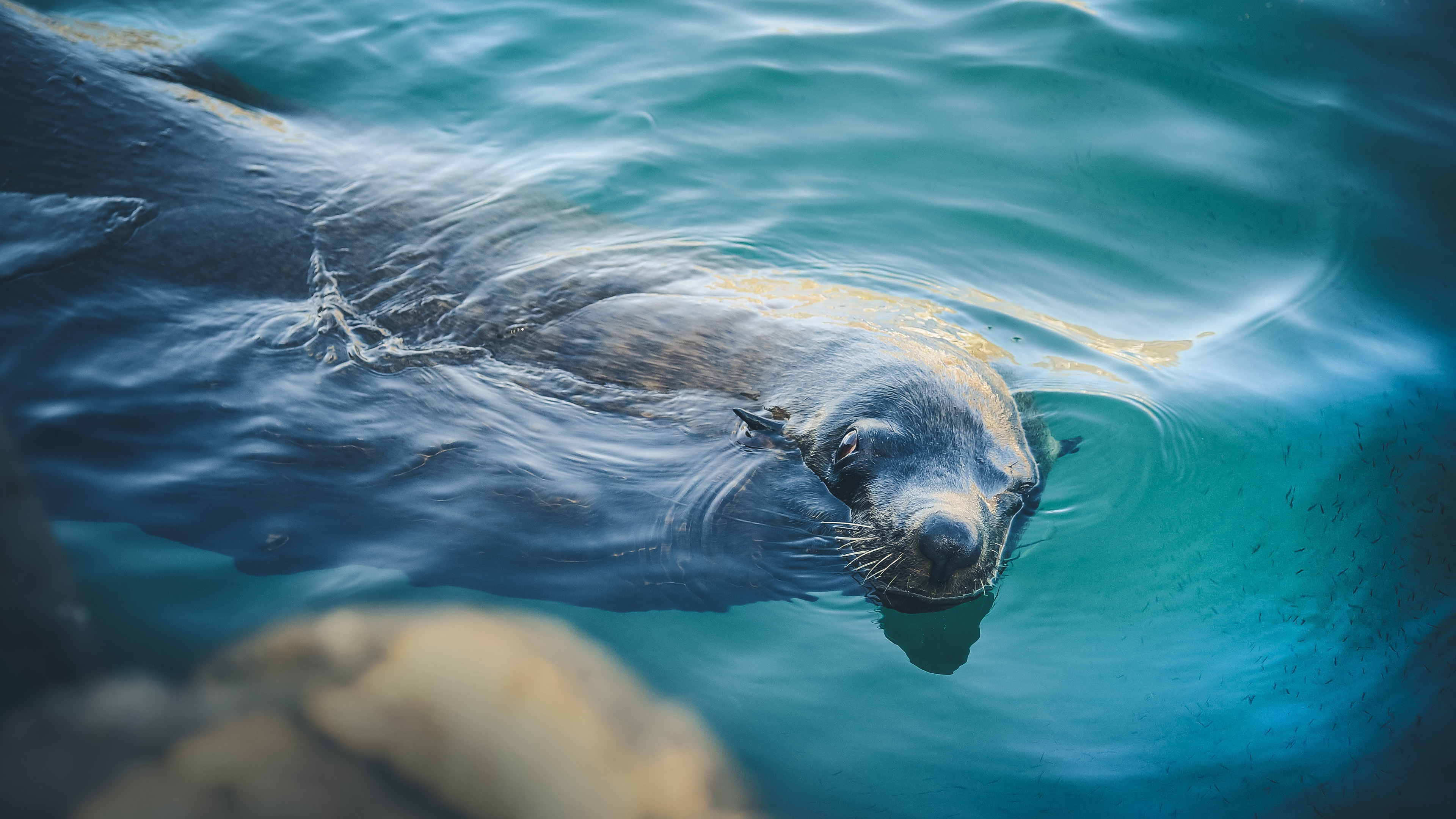 海豹 动物 野生动物 海底世界