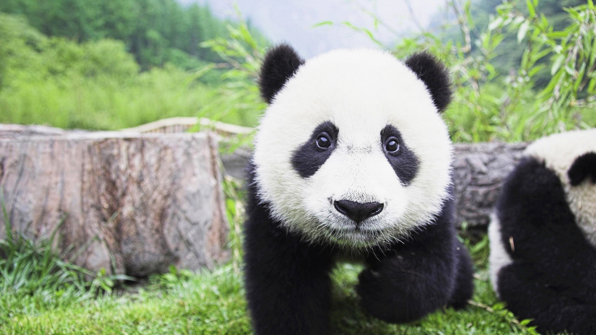 萌宠 卖萌图 熊猫