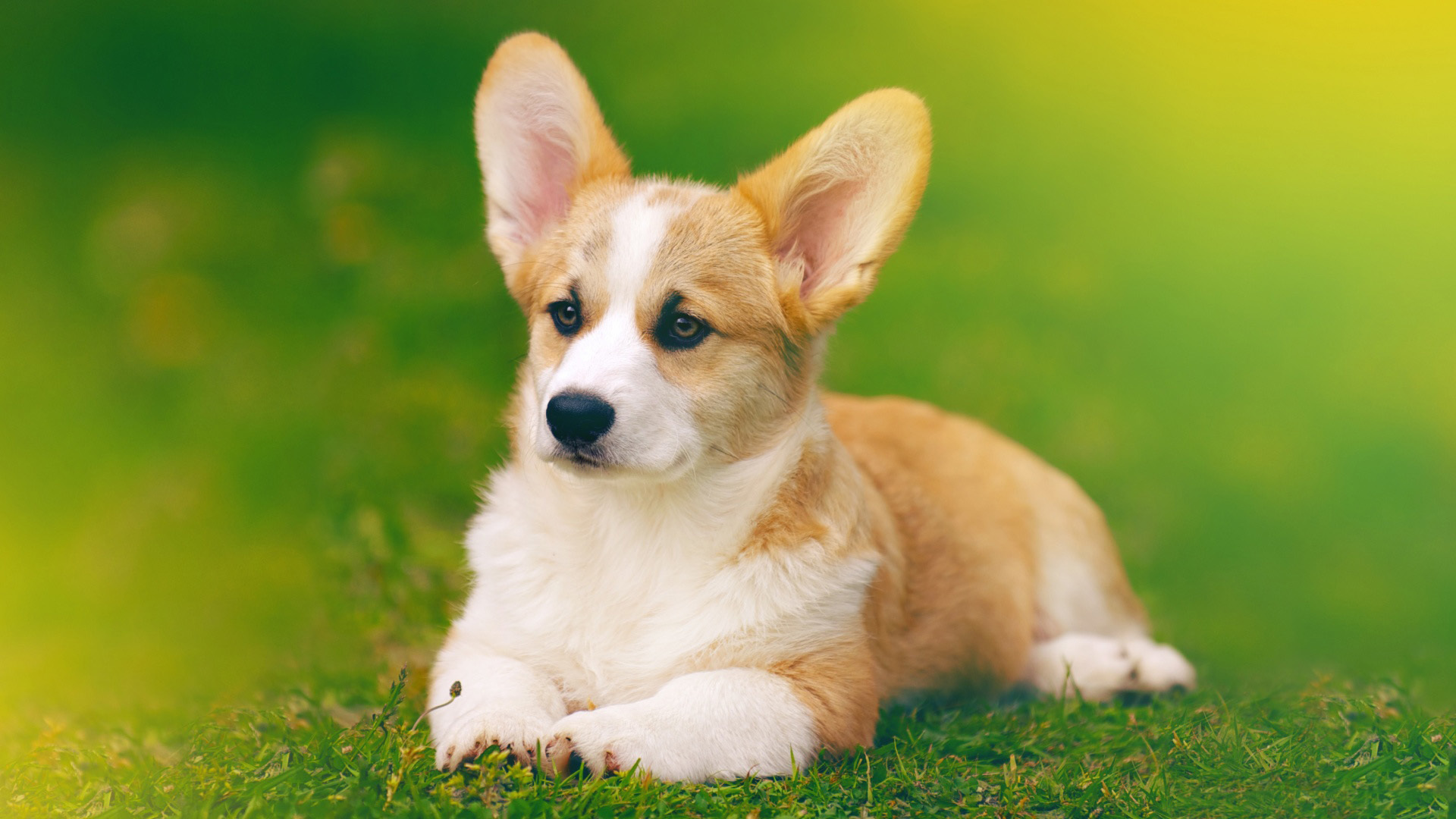 萌宠 动物 狗 汪星人 柯基