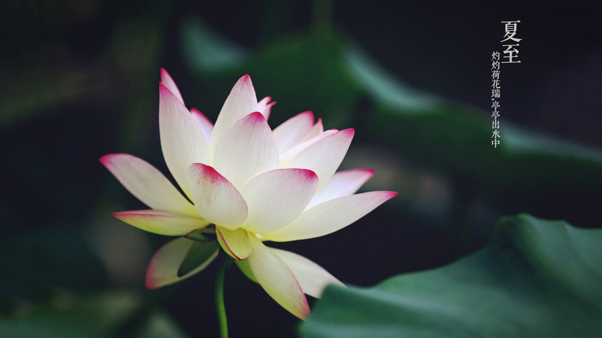 节气 二十四节气 夏至 中国 荷花