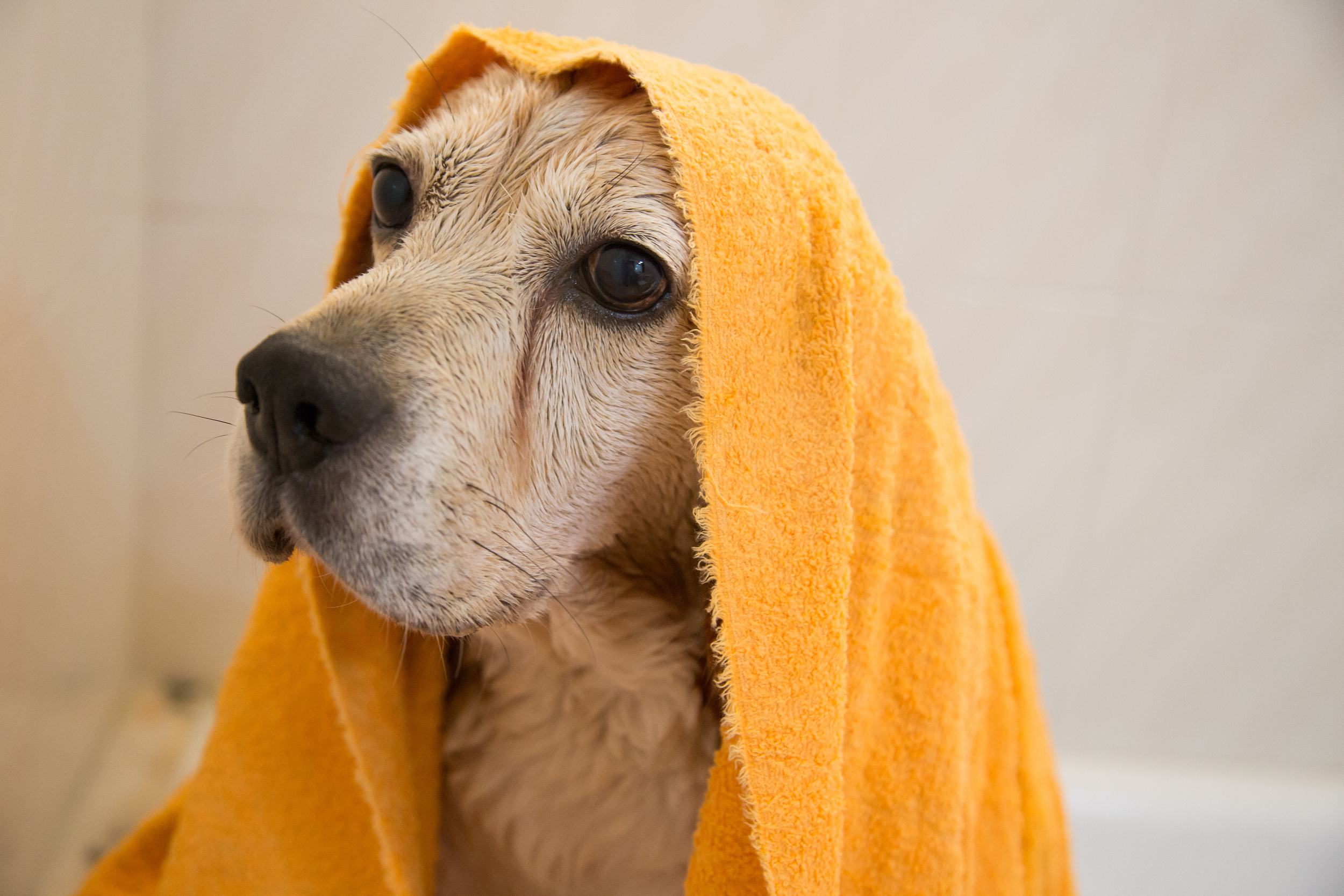 萌宠动物 汪星人