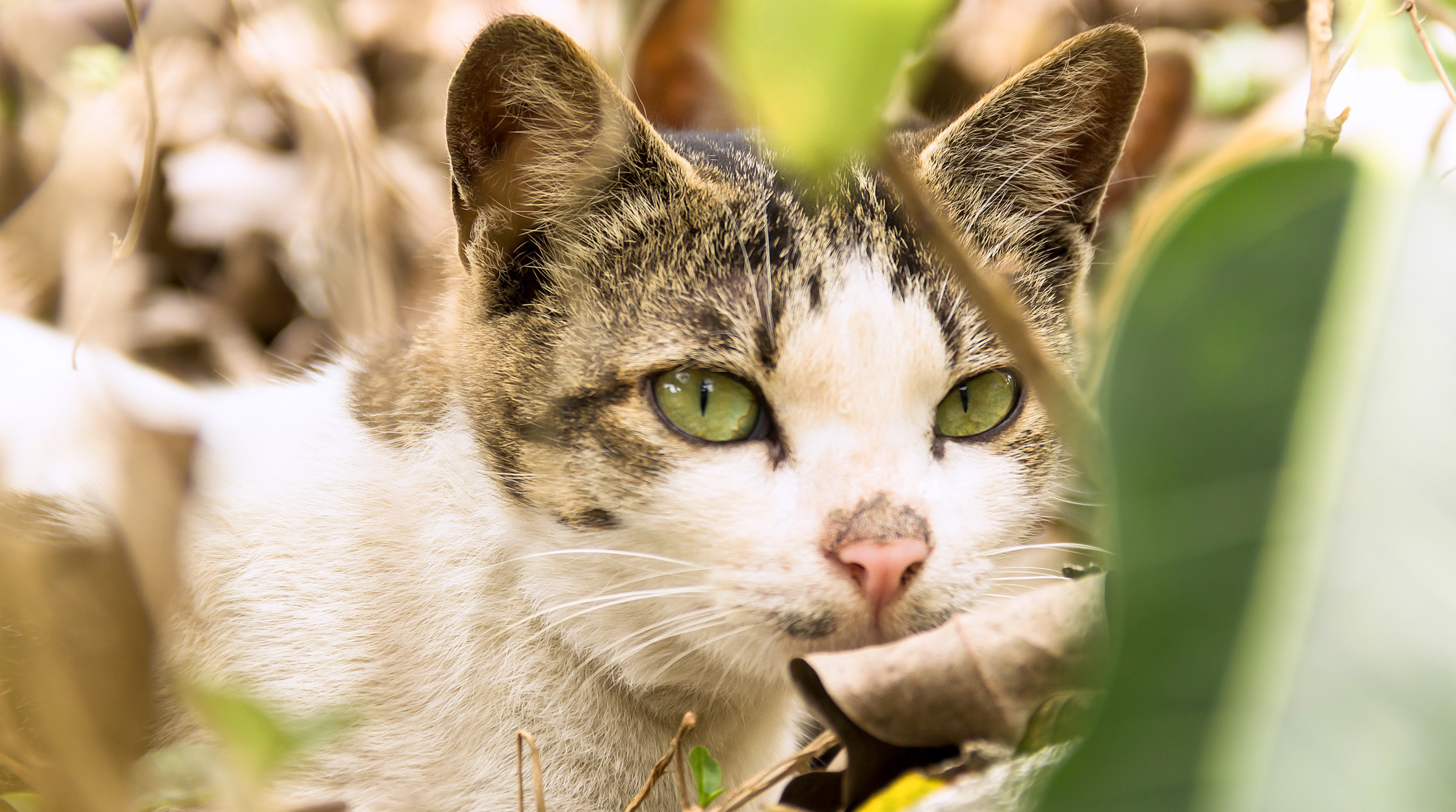 喵星人 猫 暗中观察
