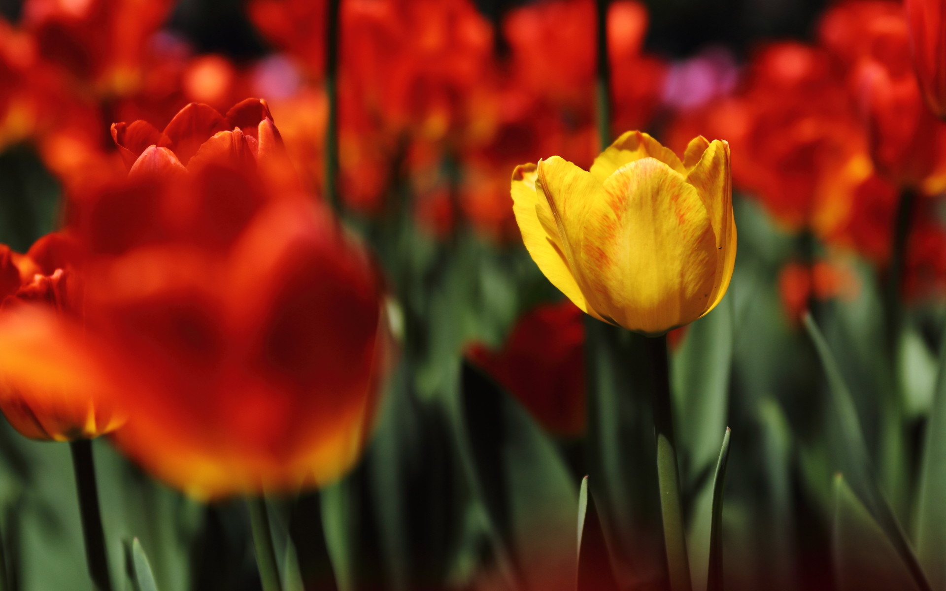 娇艳欲滴 郁金香