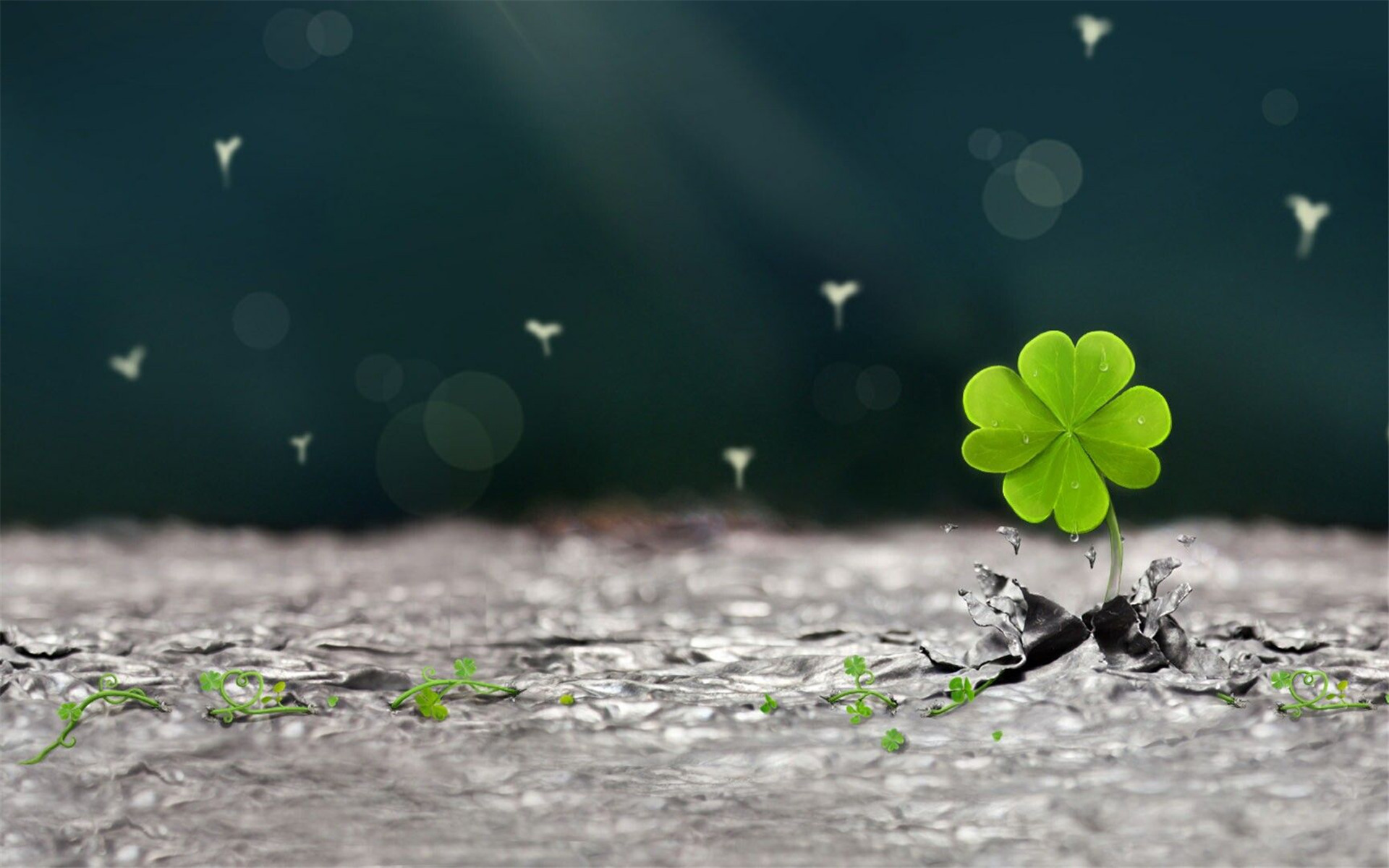 护眼壁纸  幸运草  四叶草