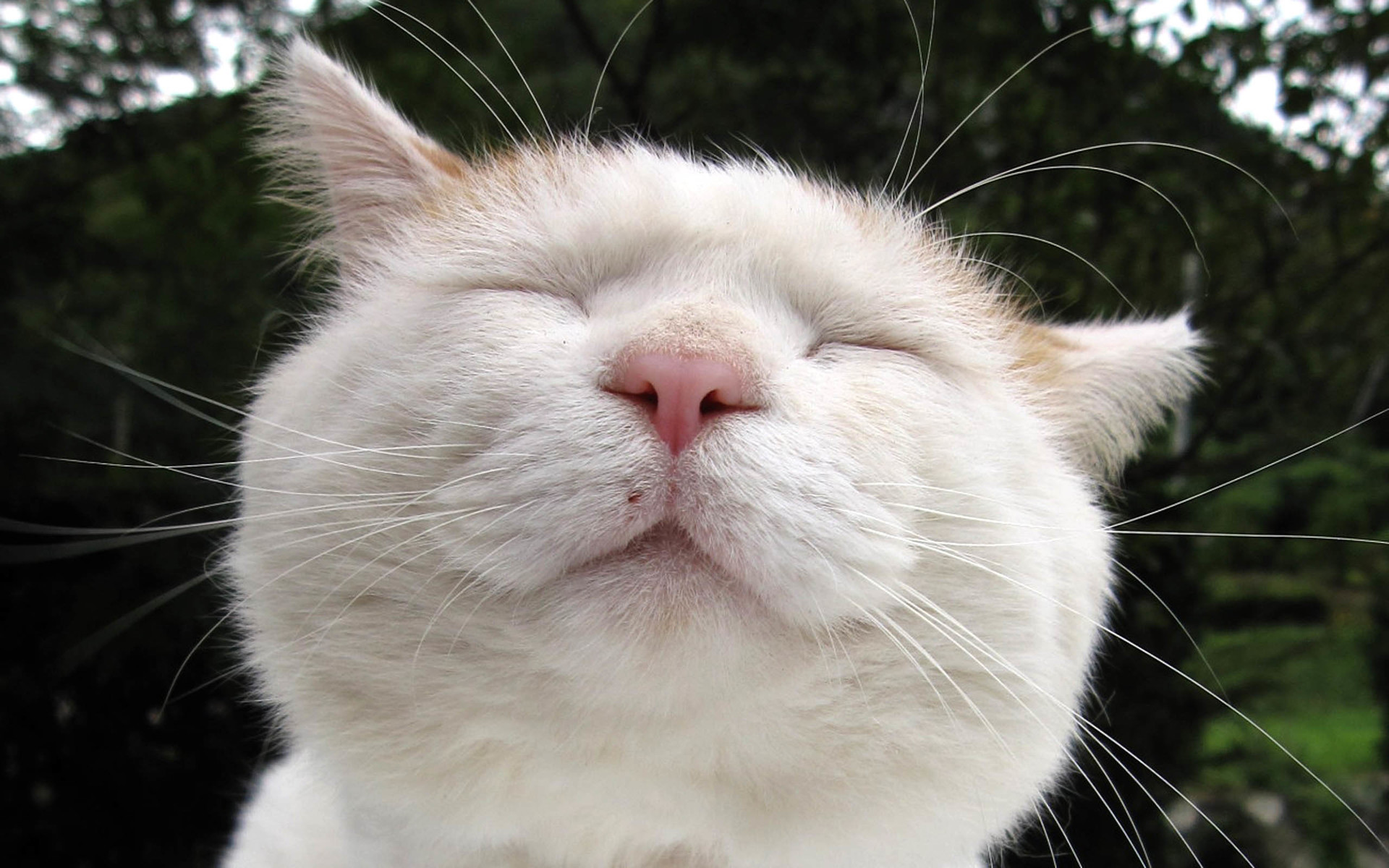 萌宠 喵星人 猫 猫叔